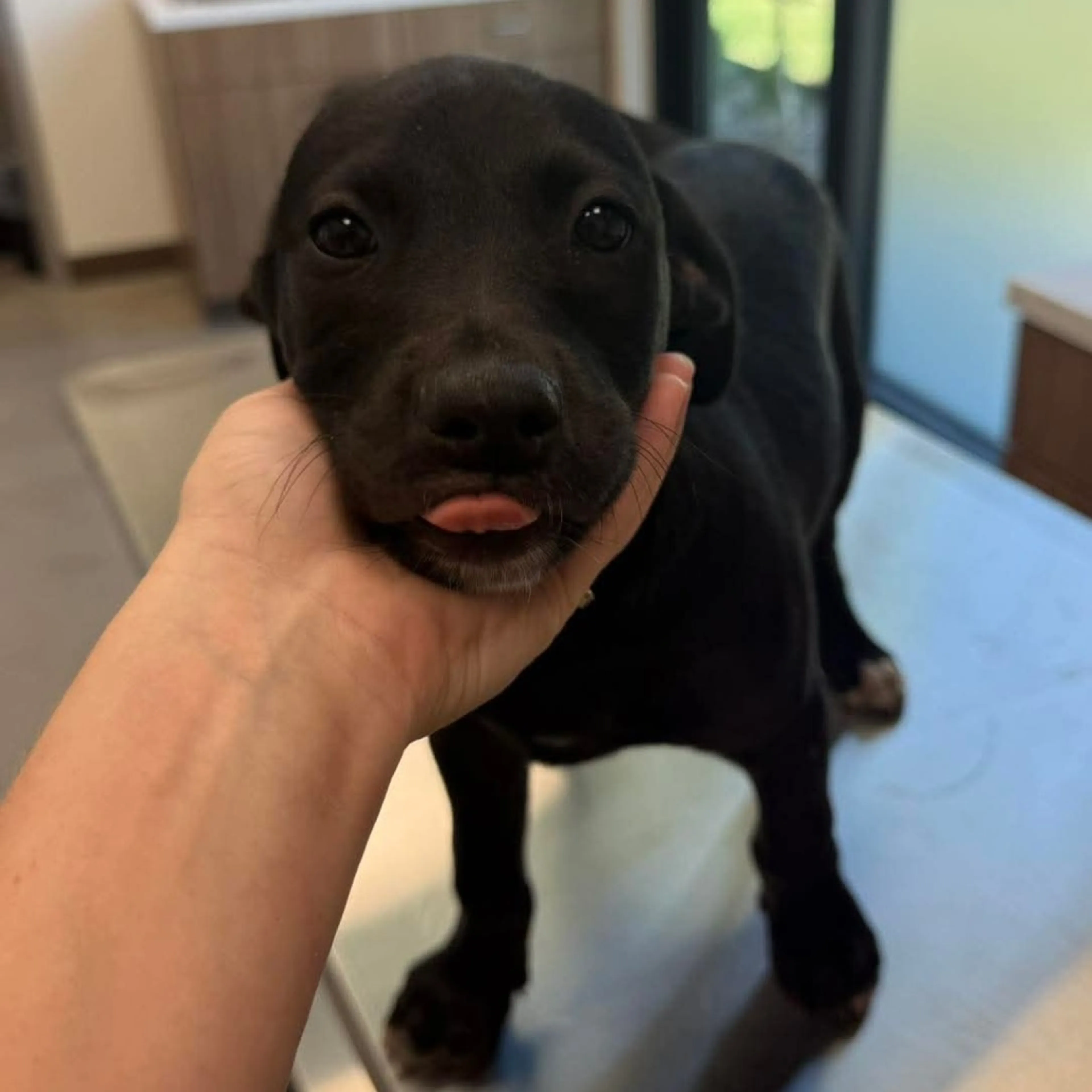 Found pet