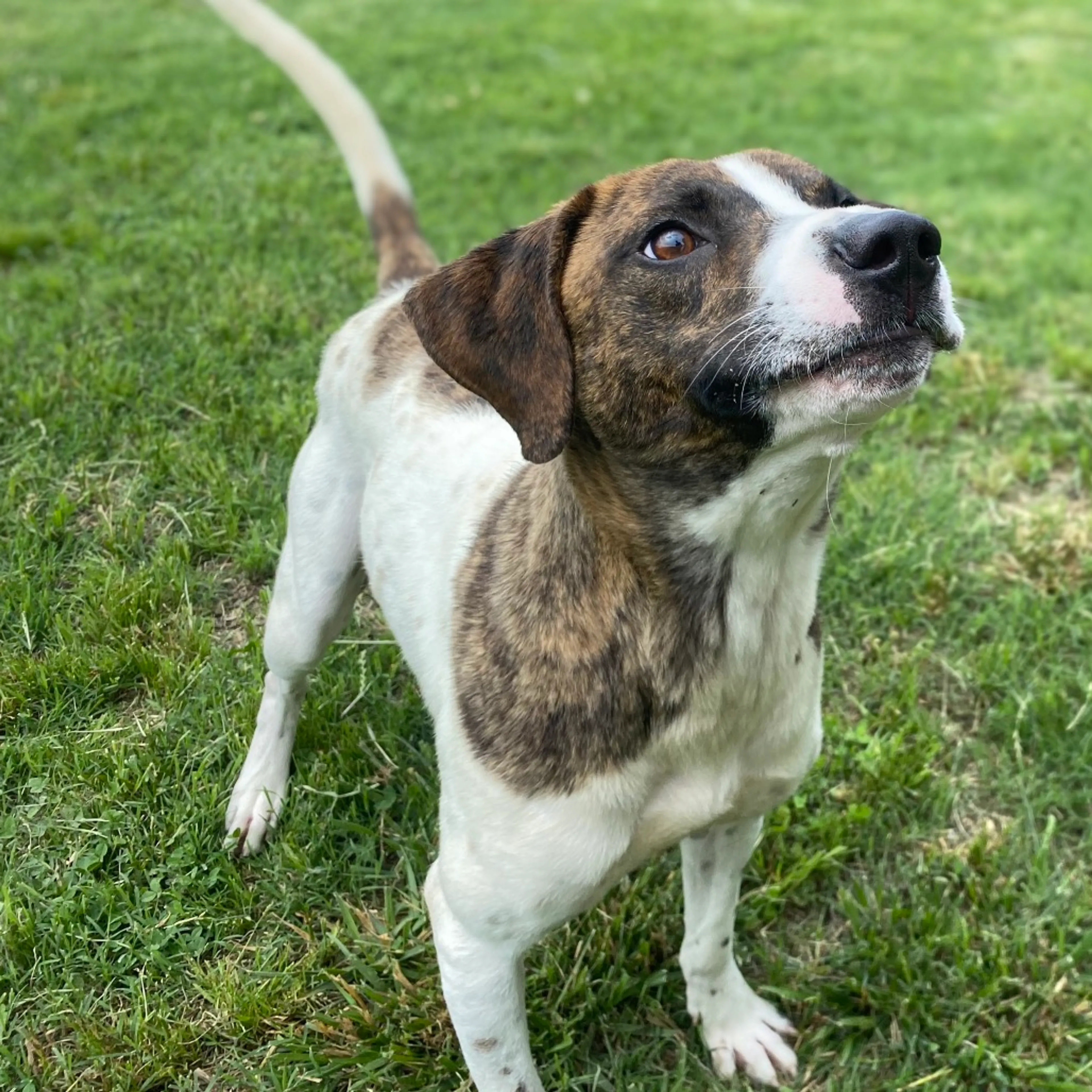 cdn image