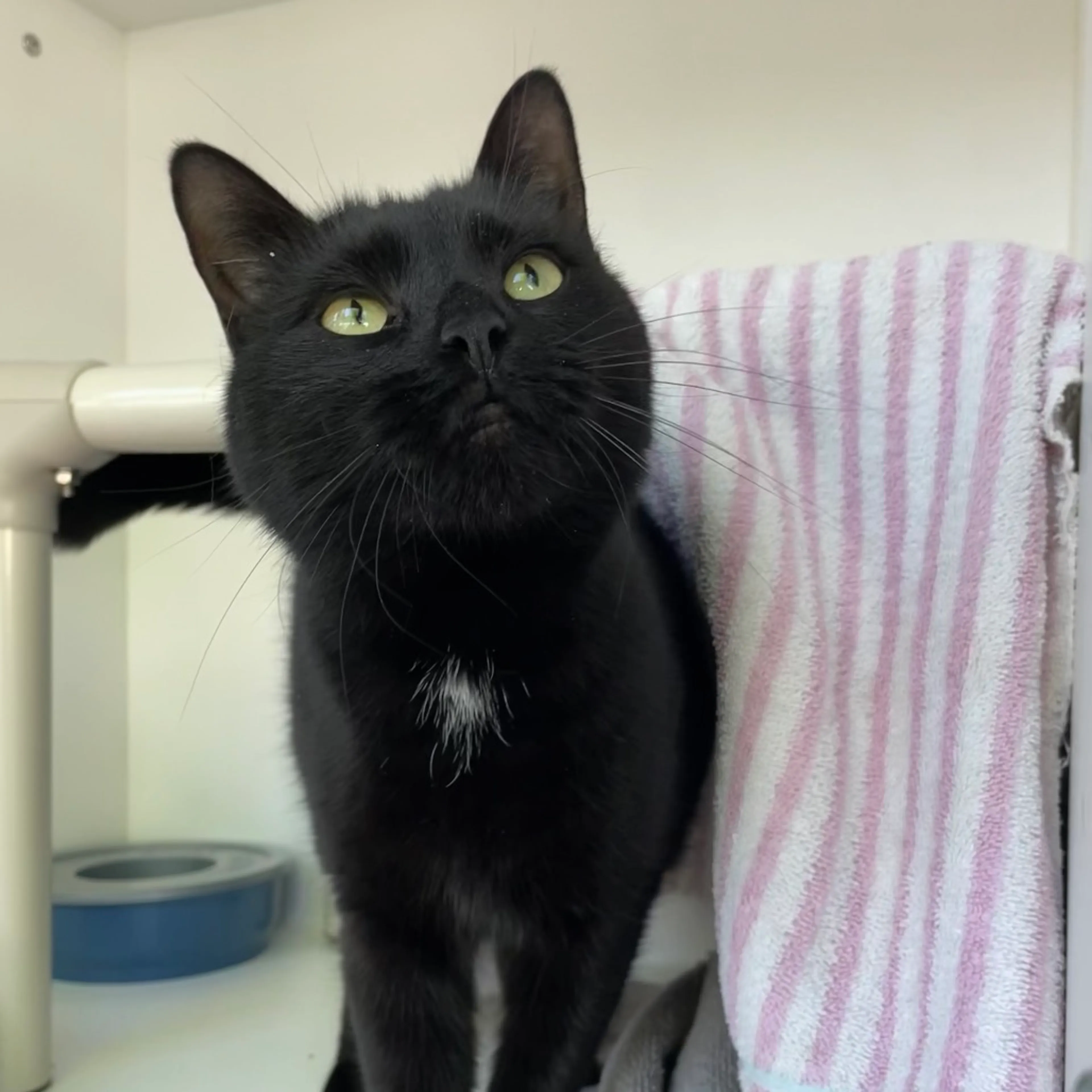 Found pet-3