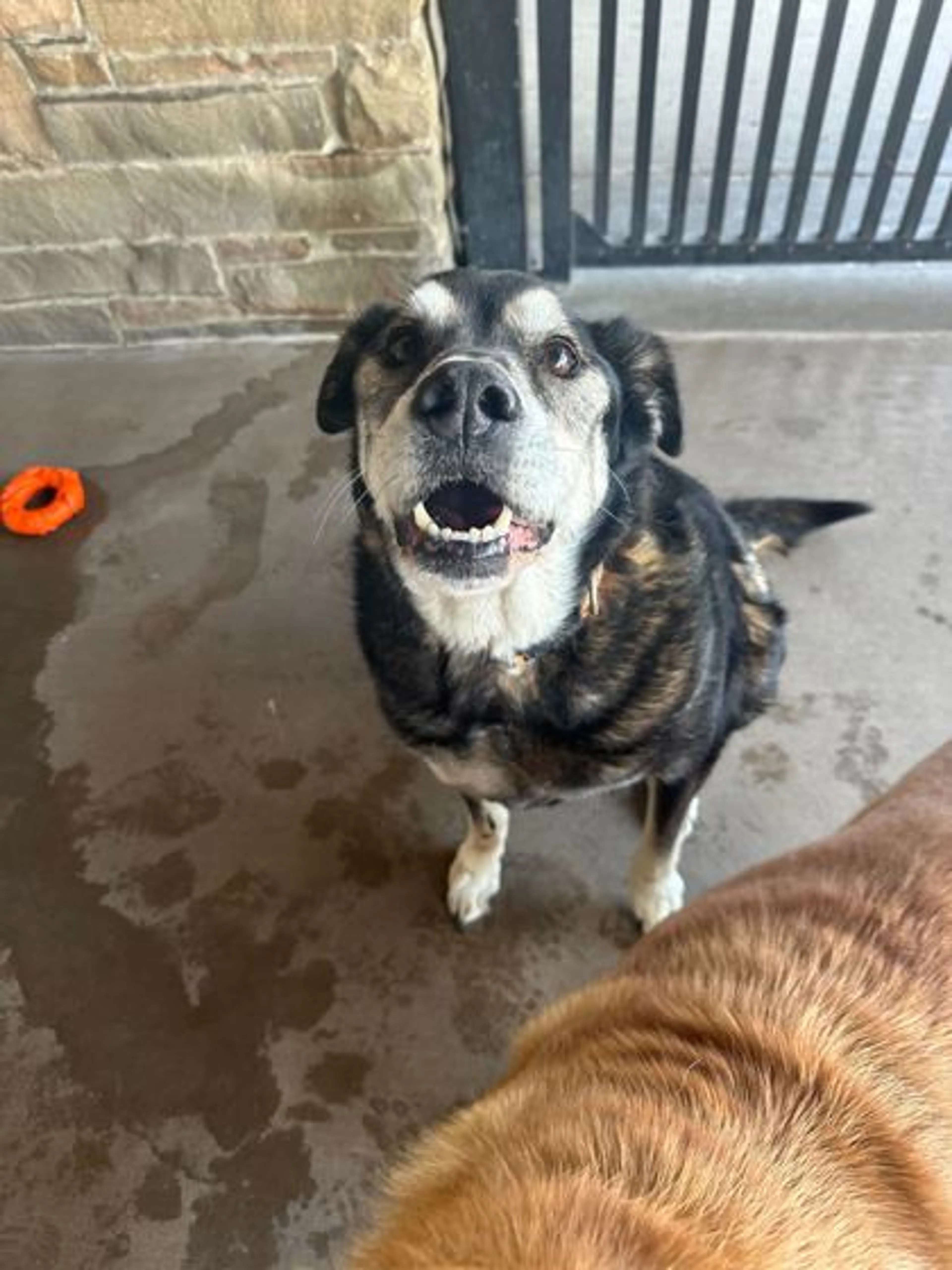 Found pet-2