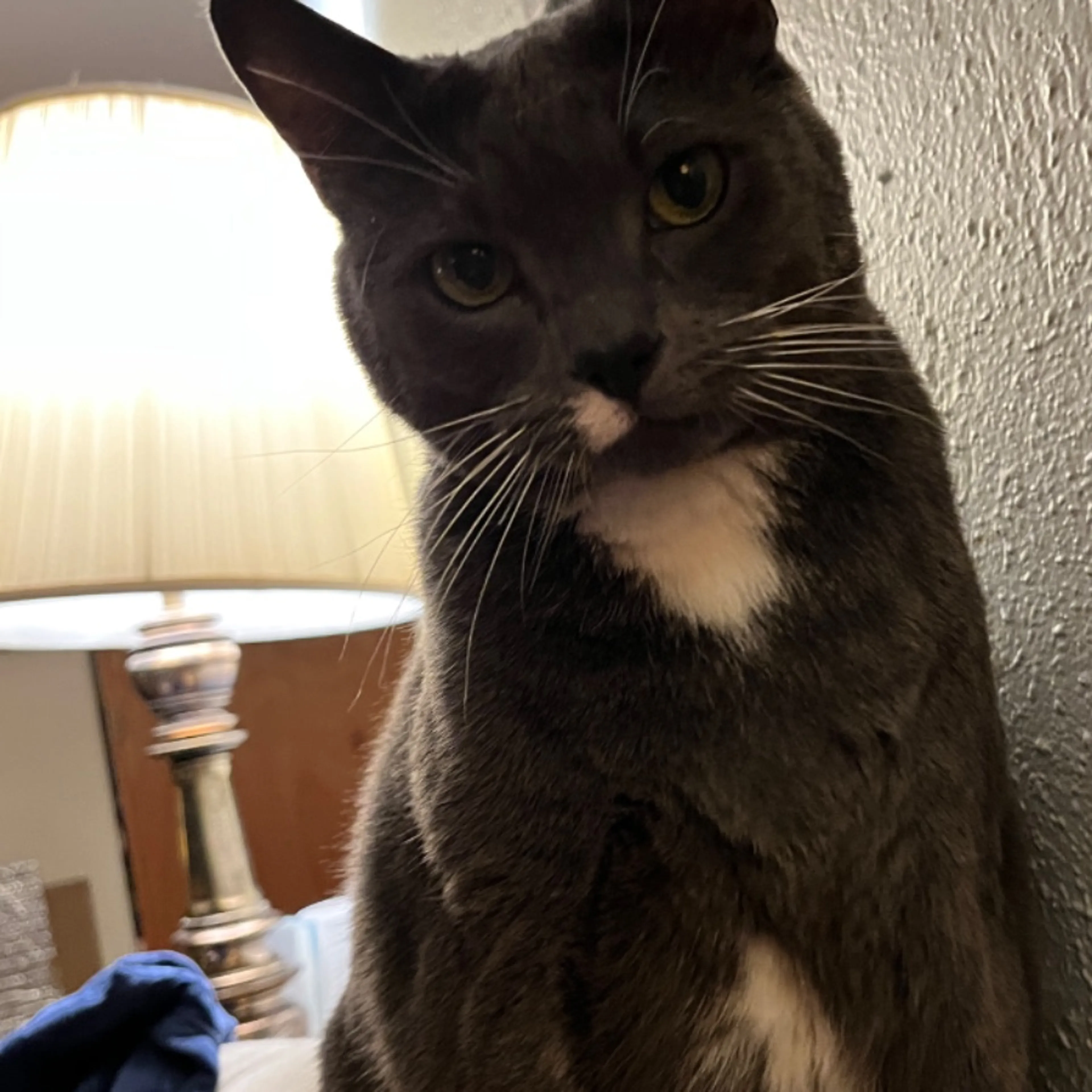 Lost pet