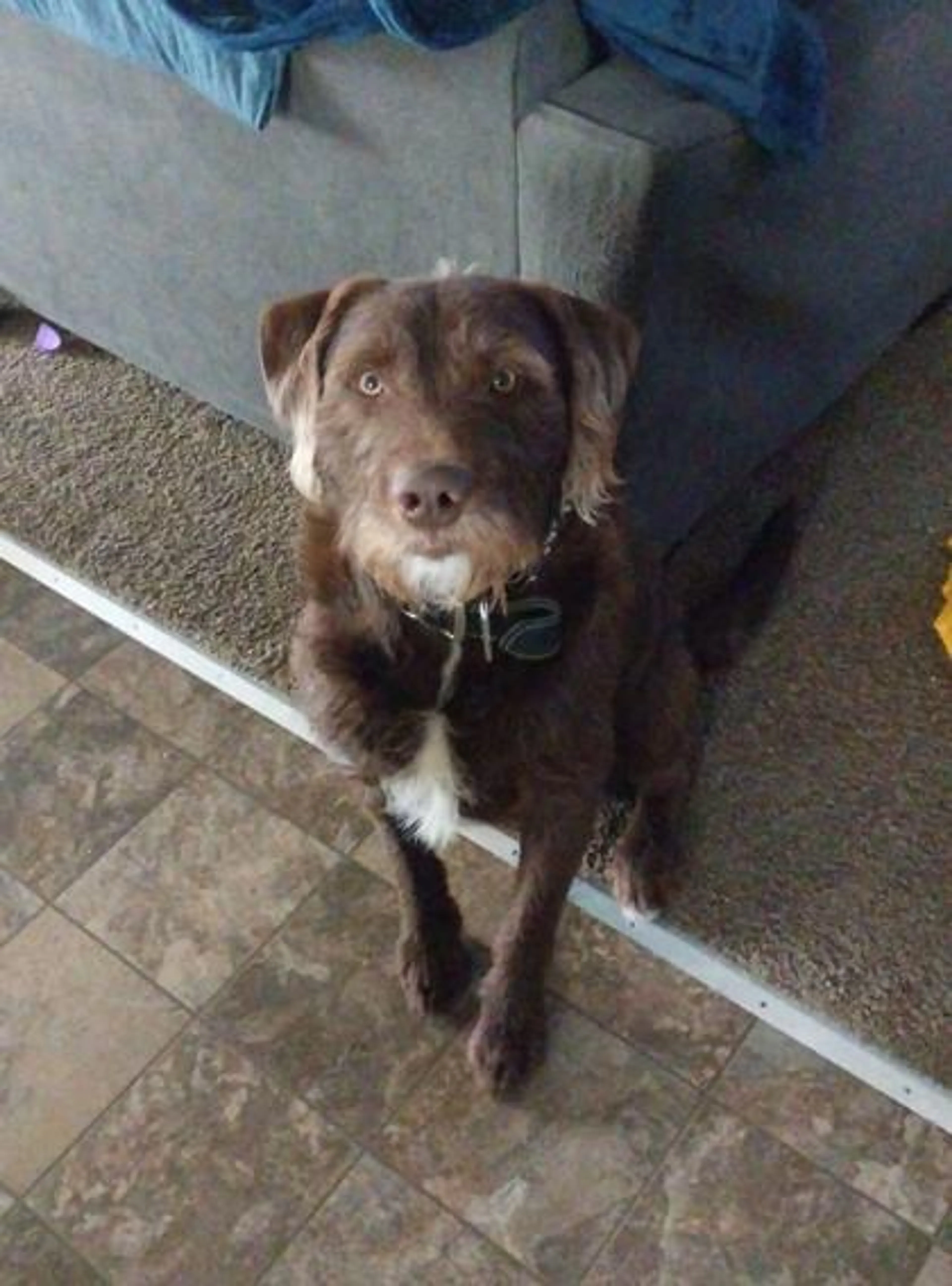 Found pet-2