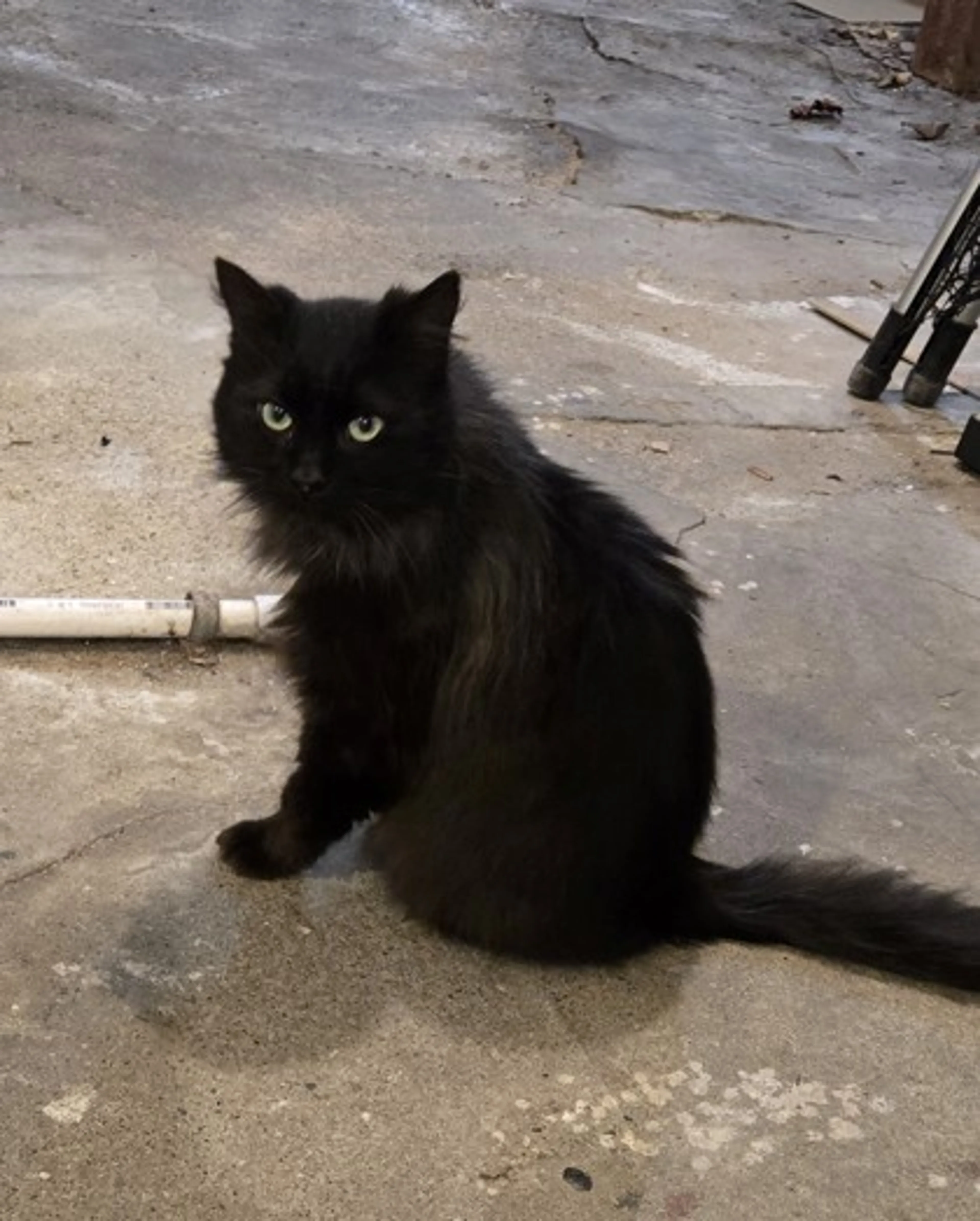 Found pet-2