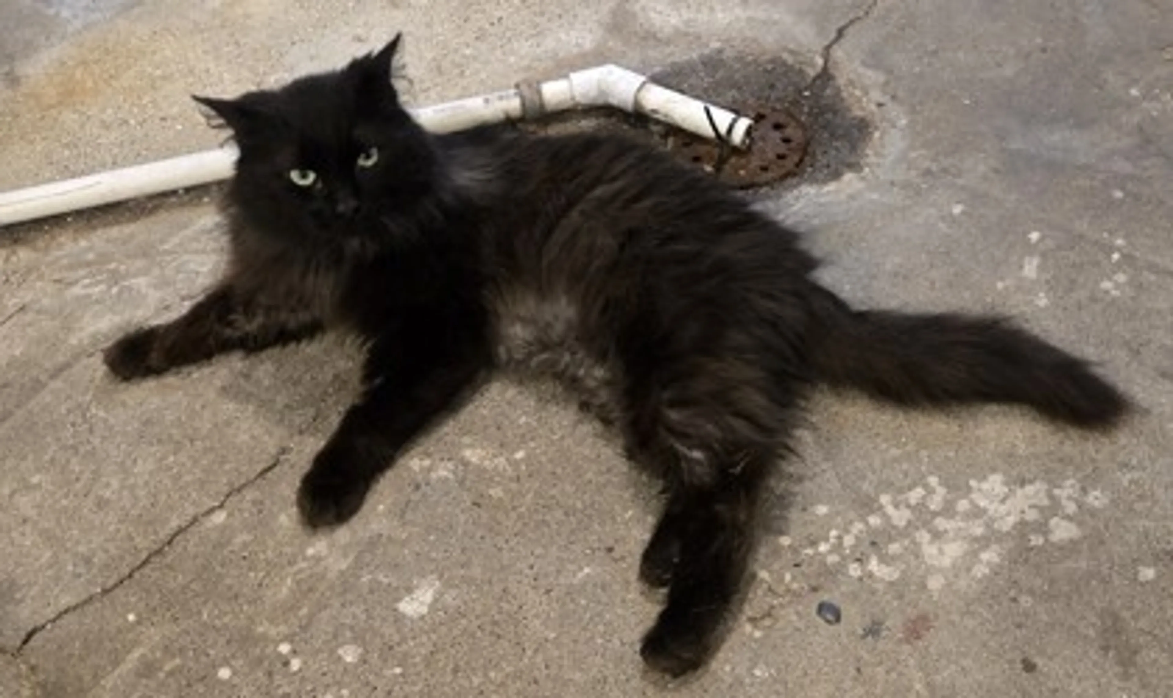 Found pet-1