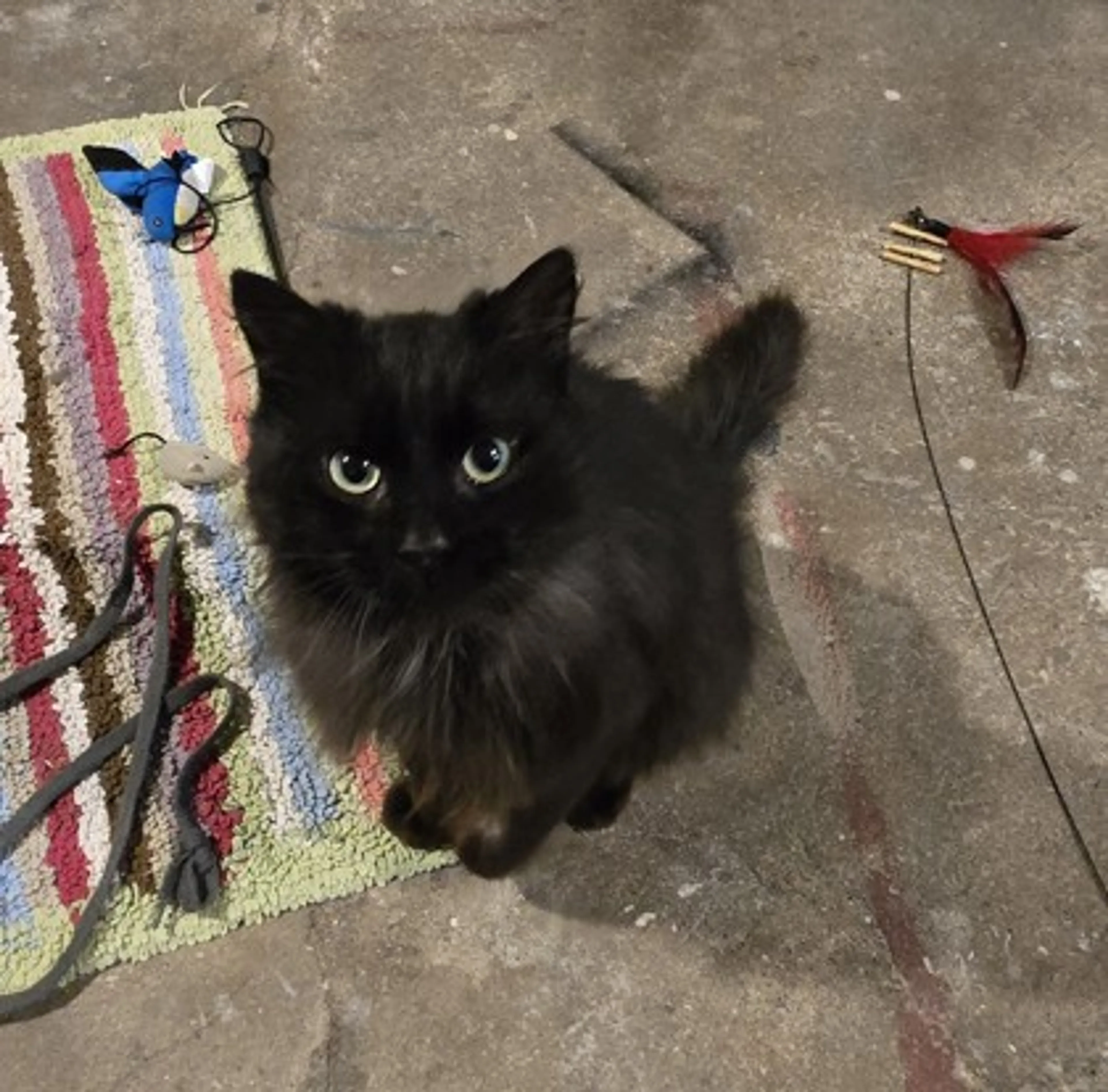 Found pet-0