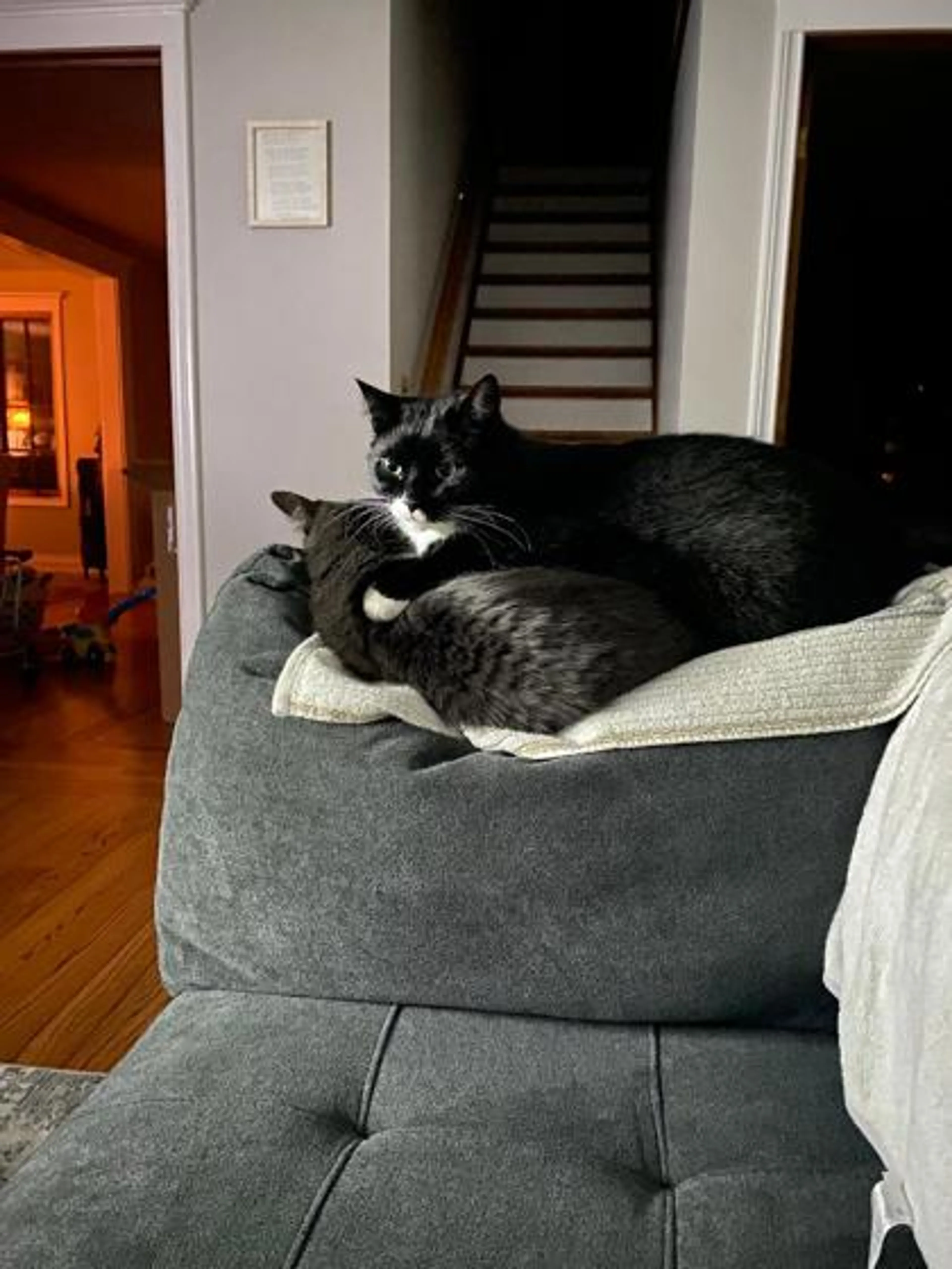 Found pet-2