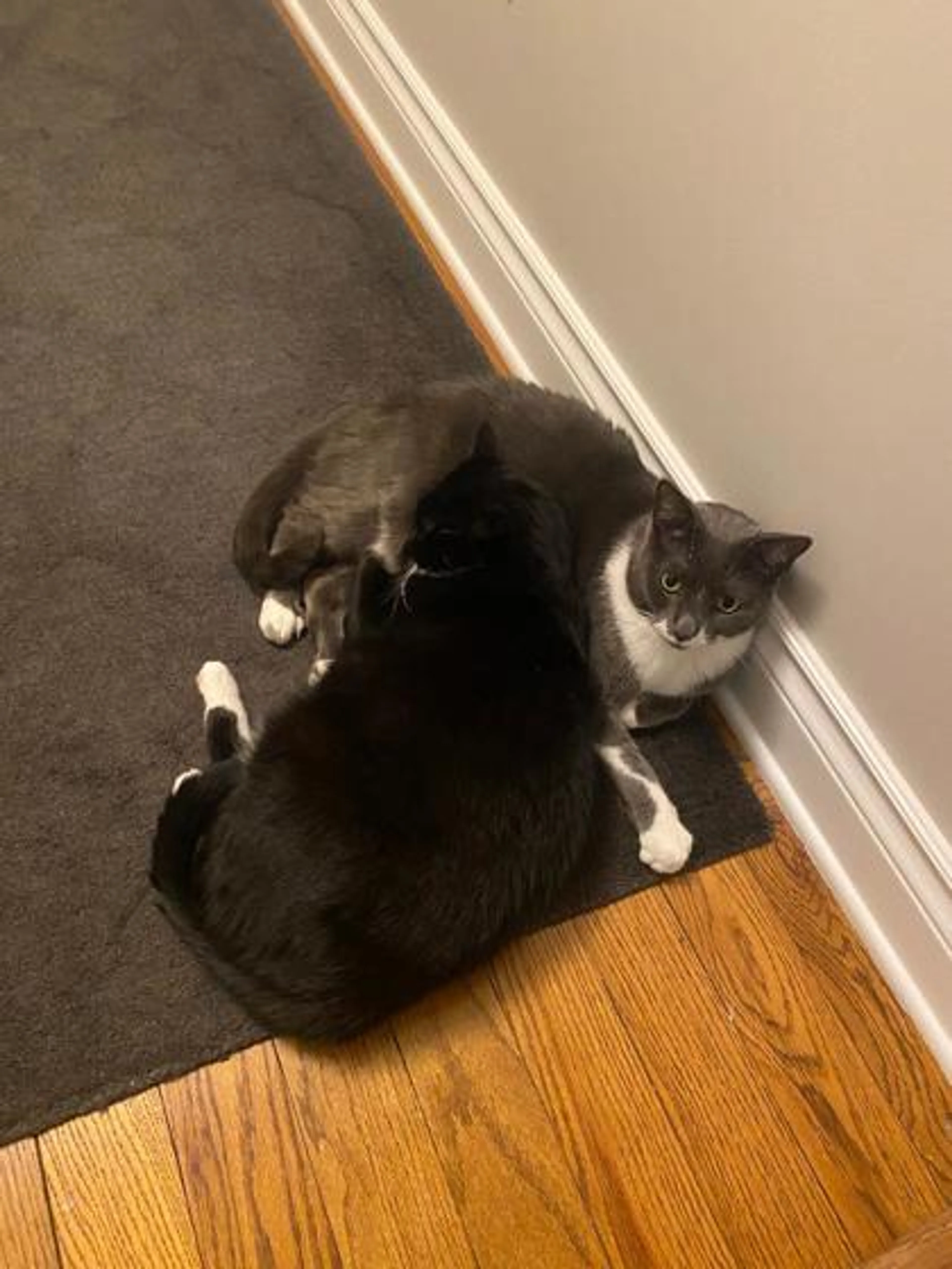 Found pet-1