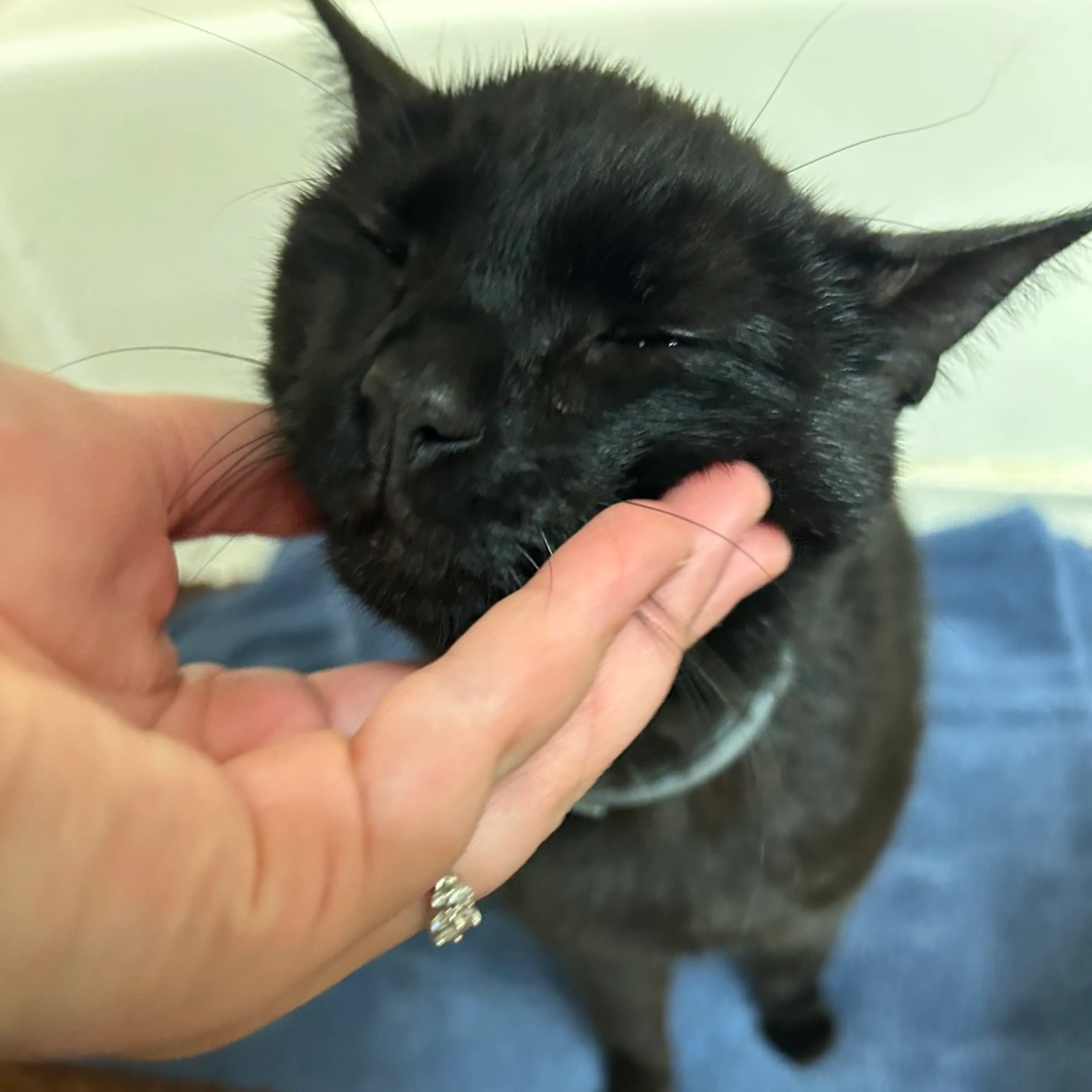 Found pet-1