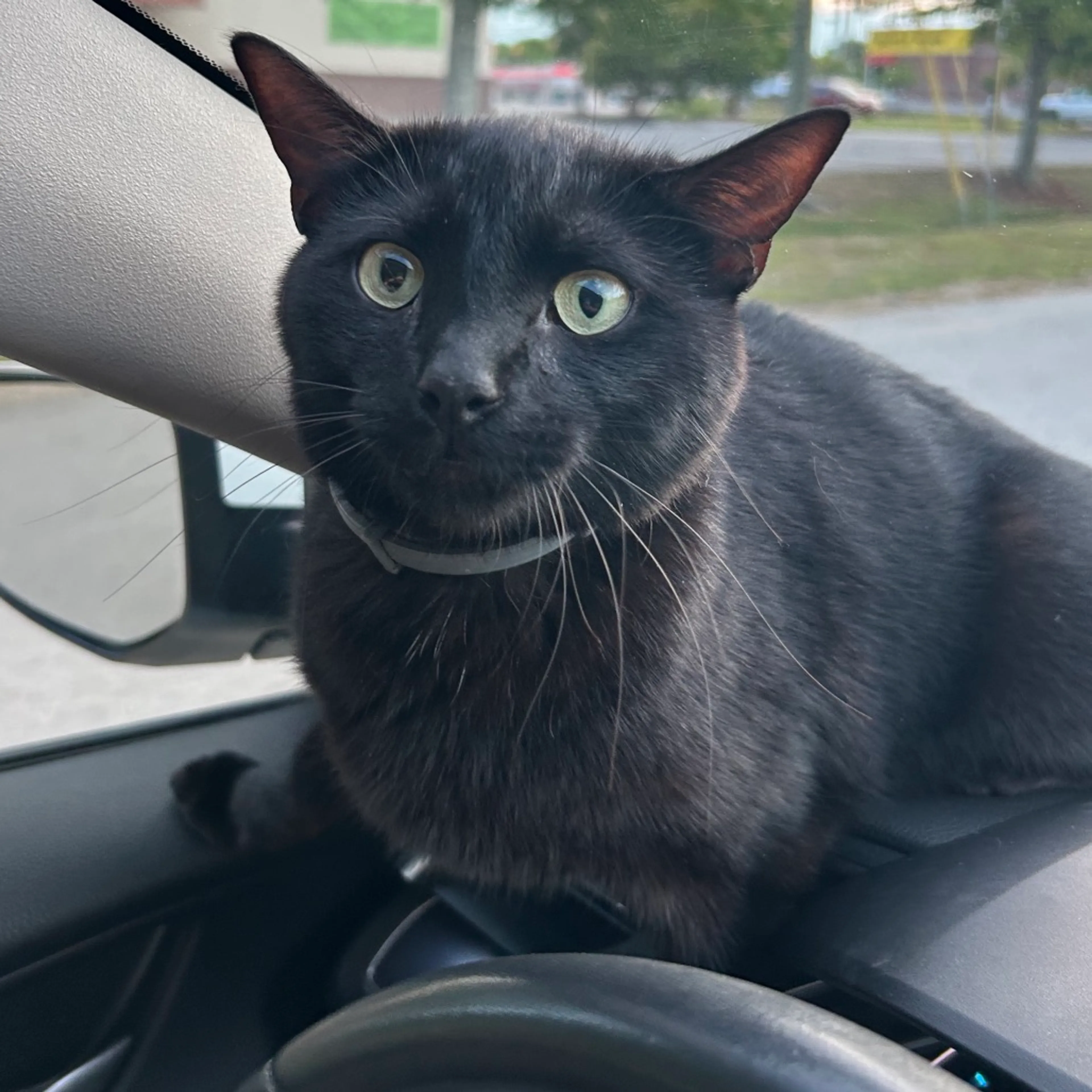 Found pet-2