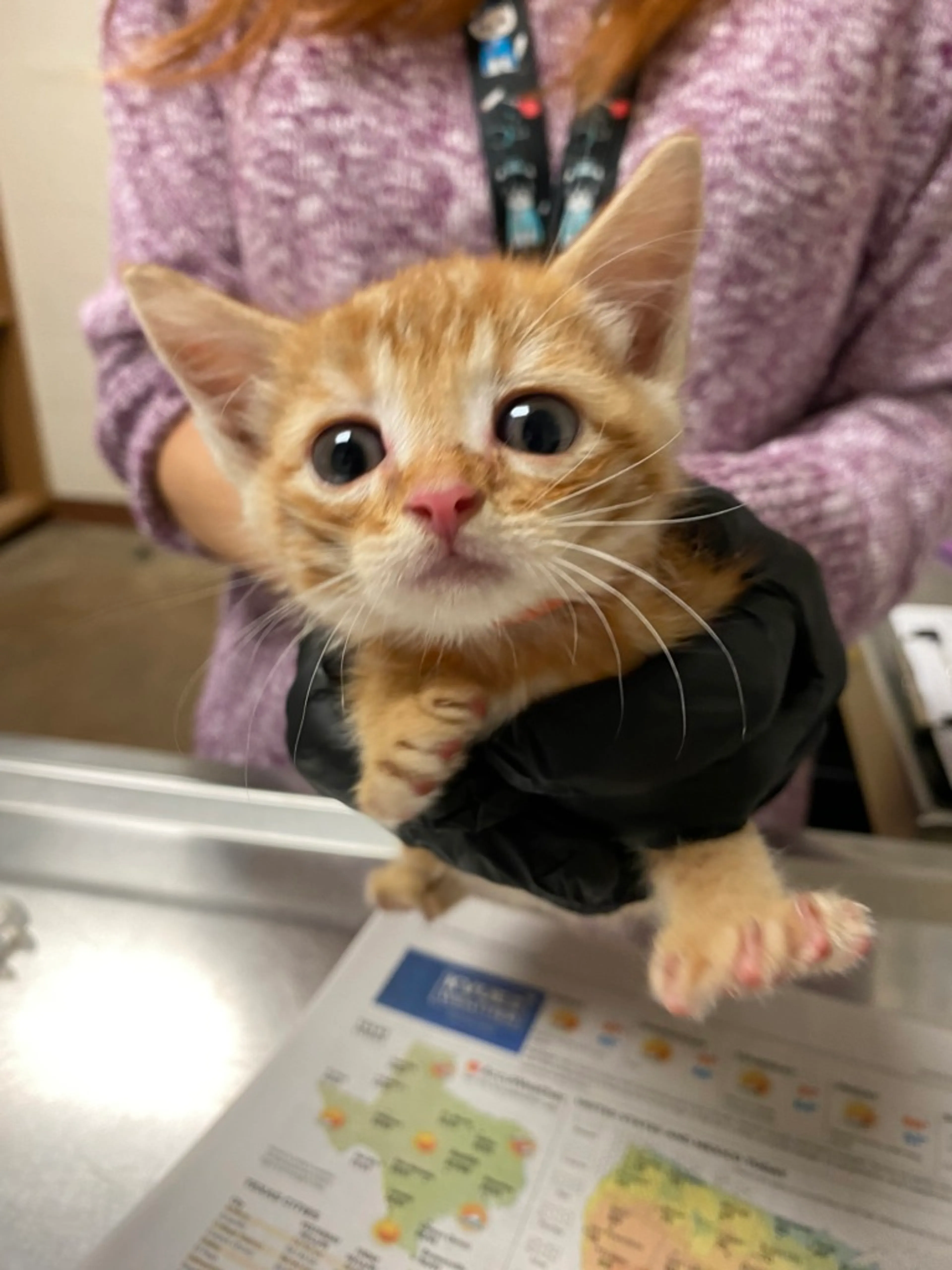 Found pet