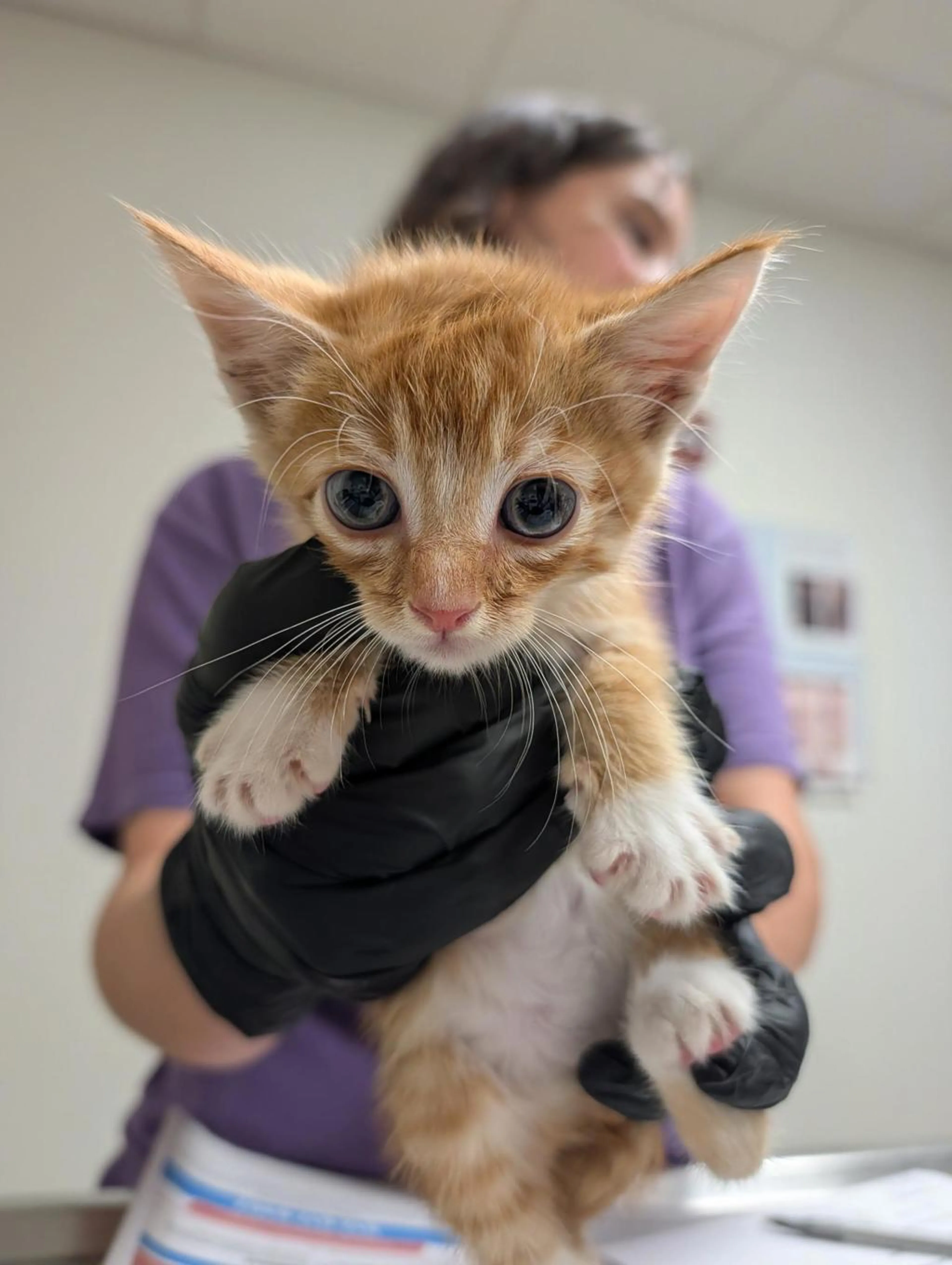 Found pet