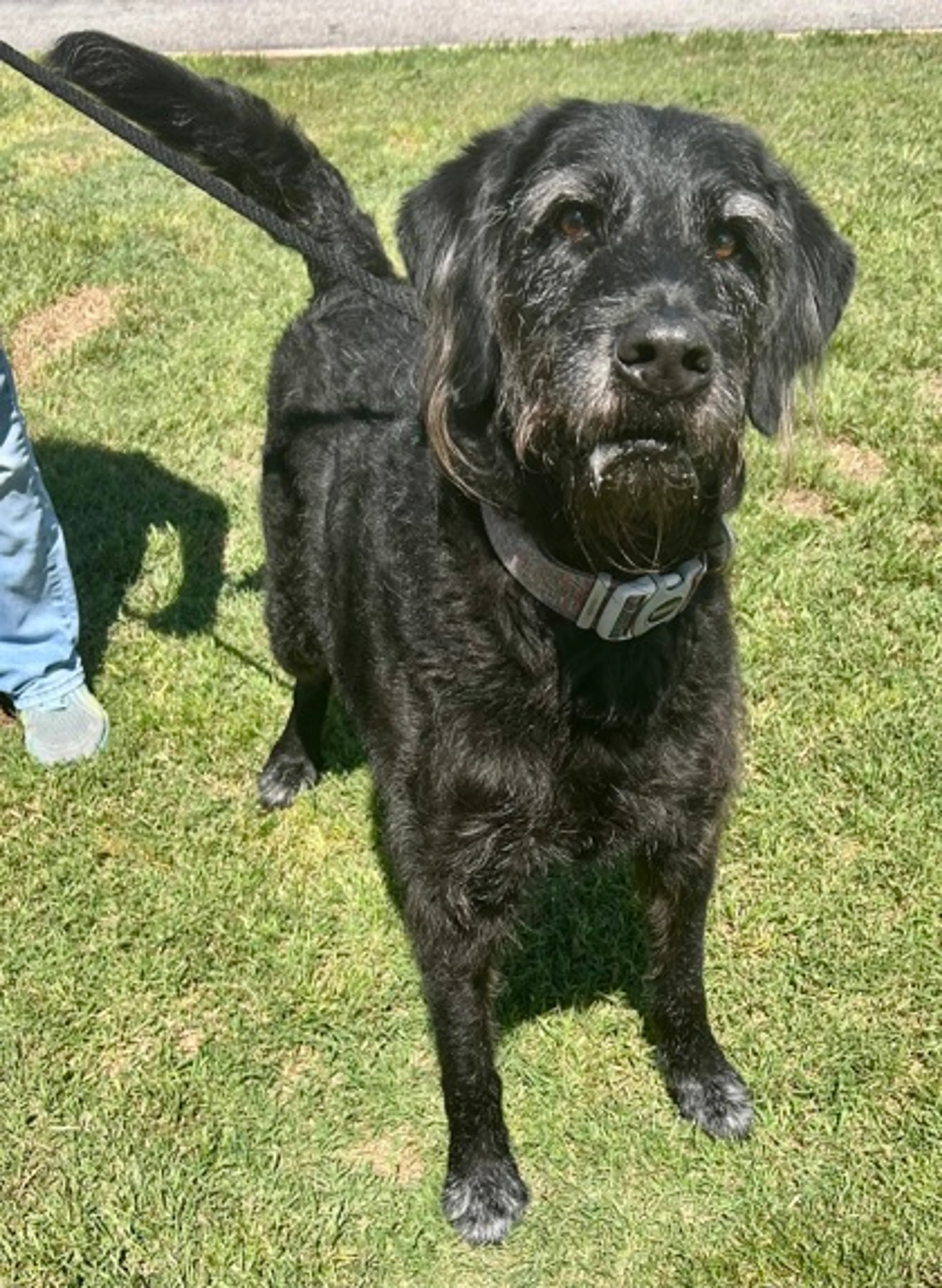 Found pet-2