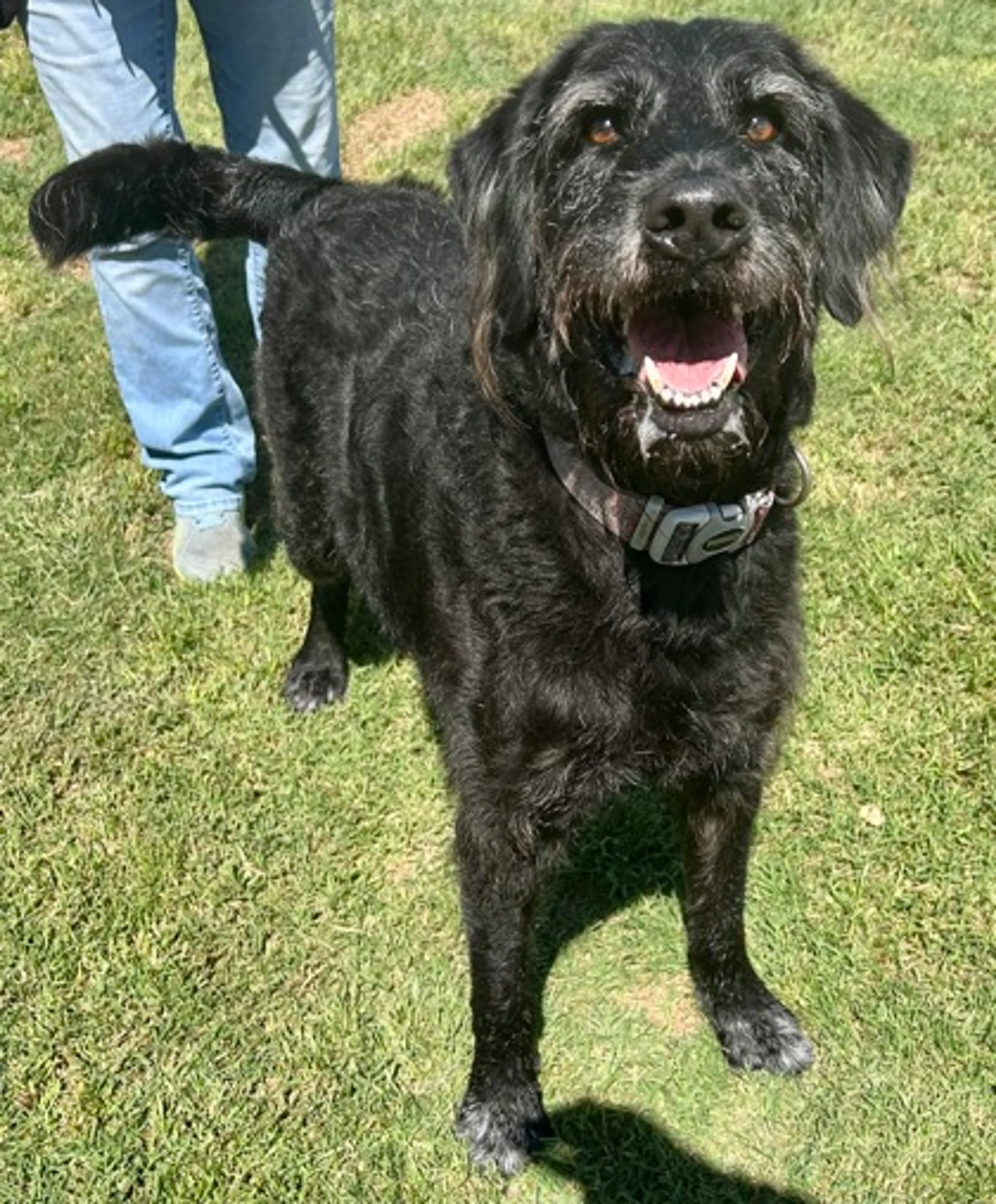Found pet-1