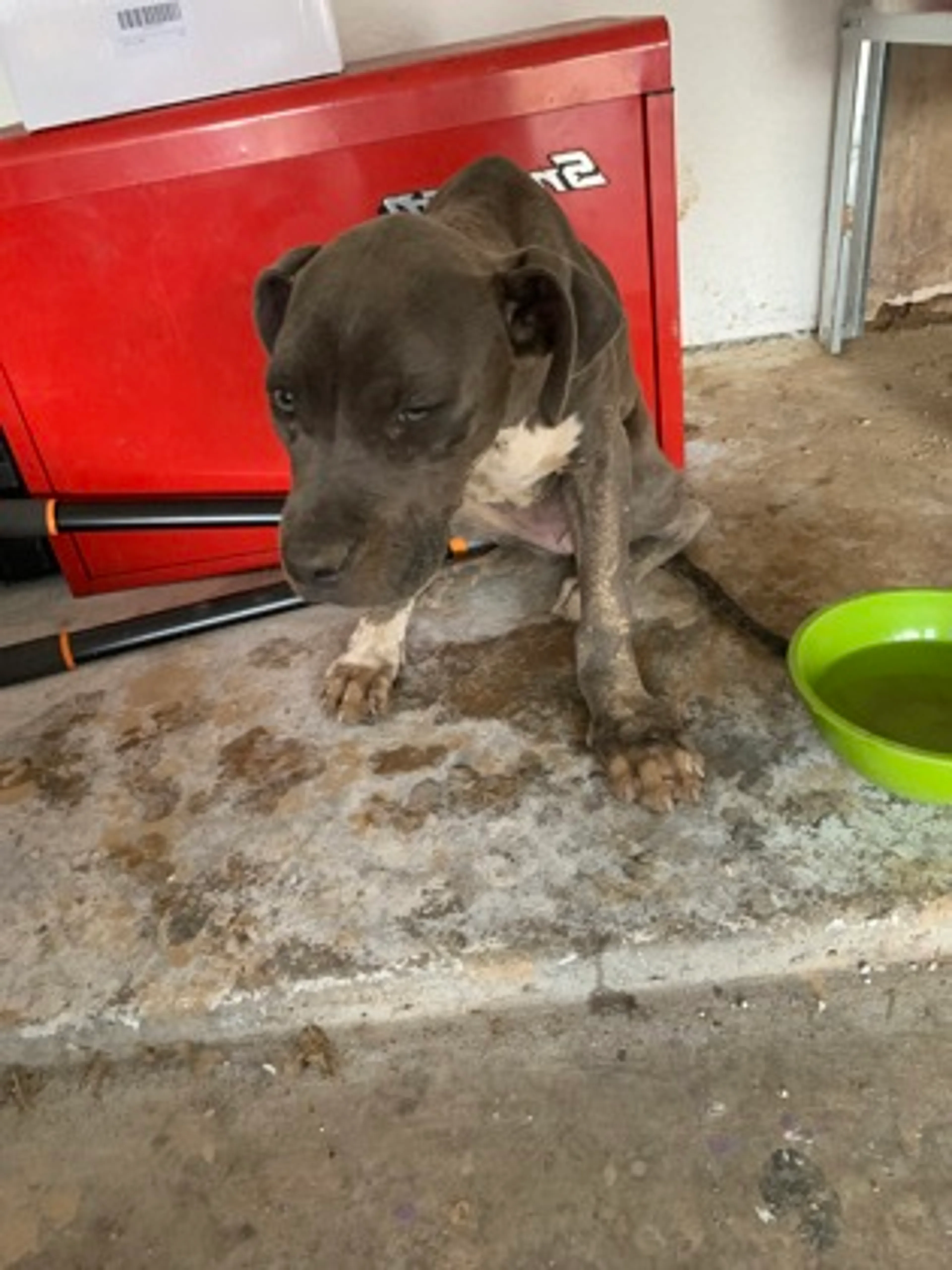Found pet-2