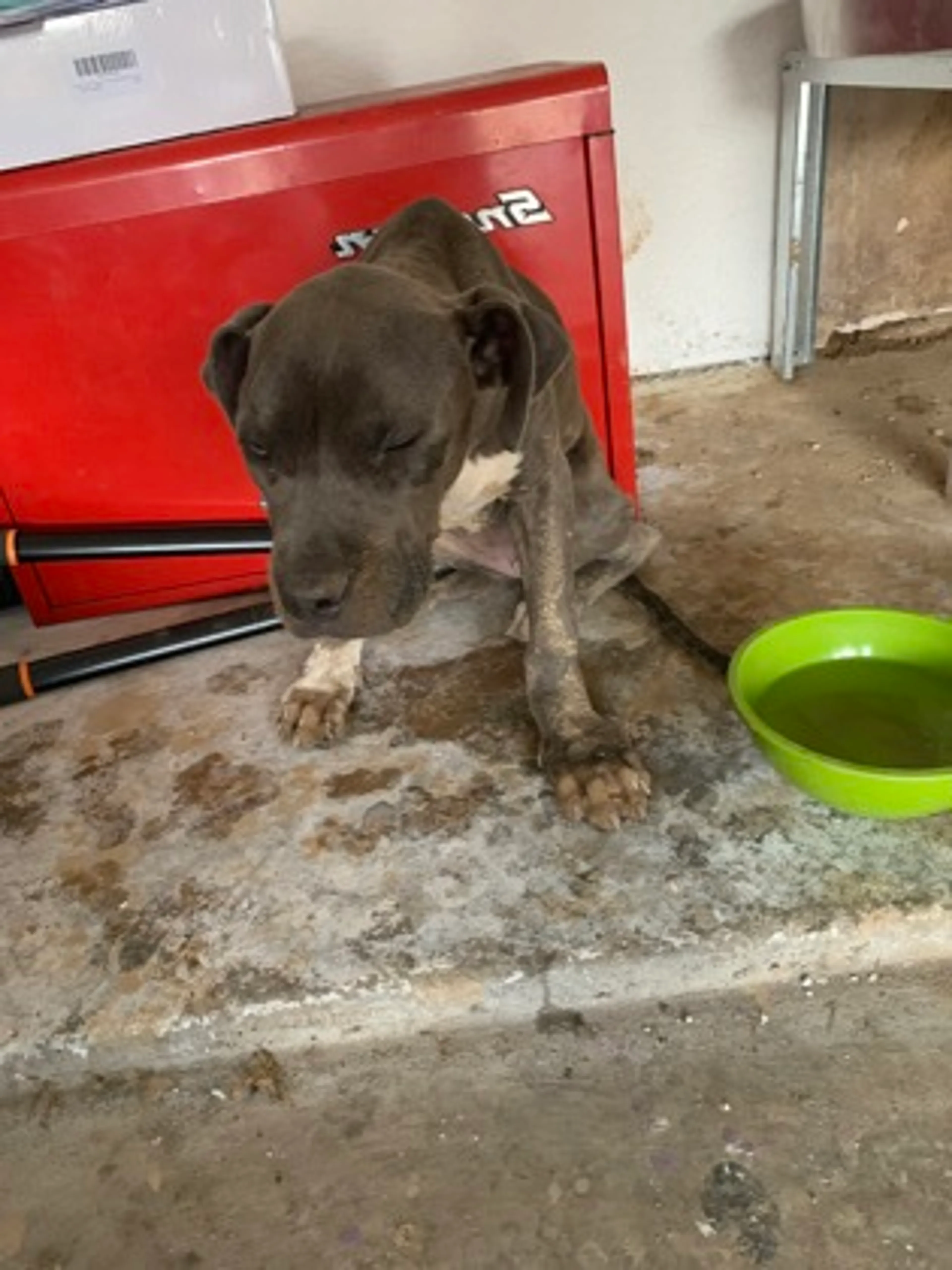 Found pet-1
