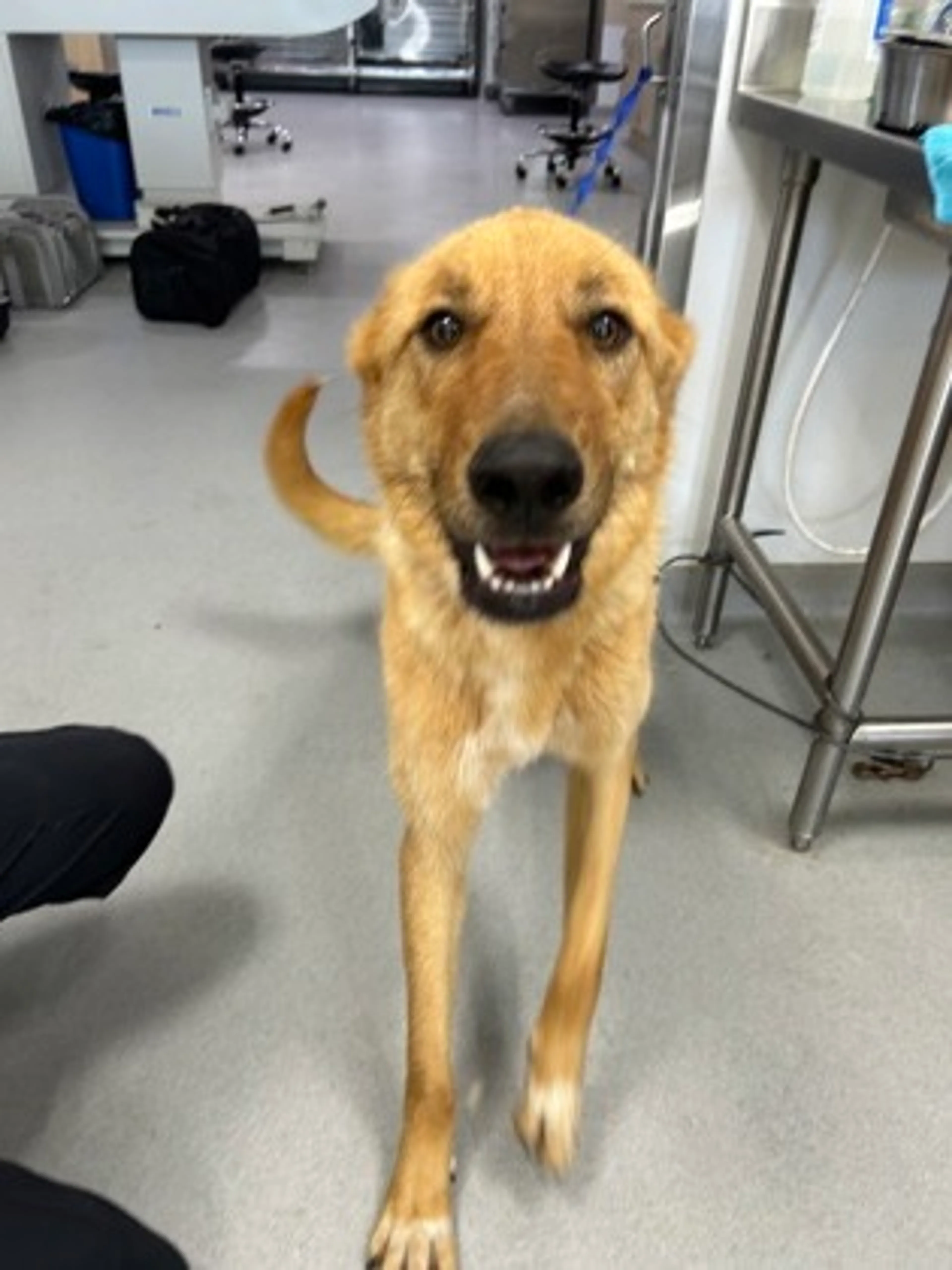 Found pet