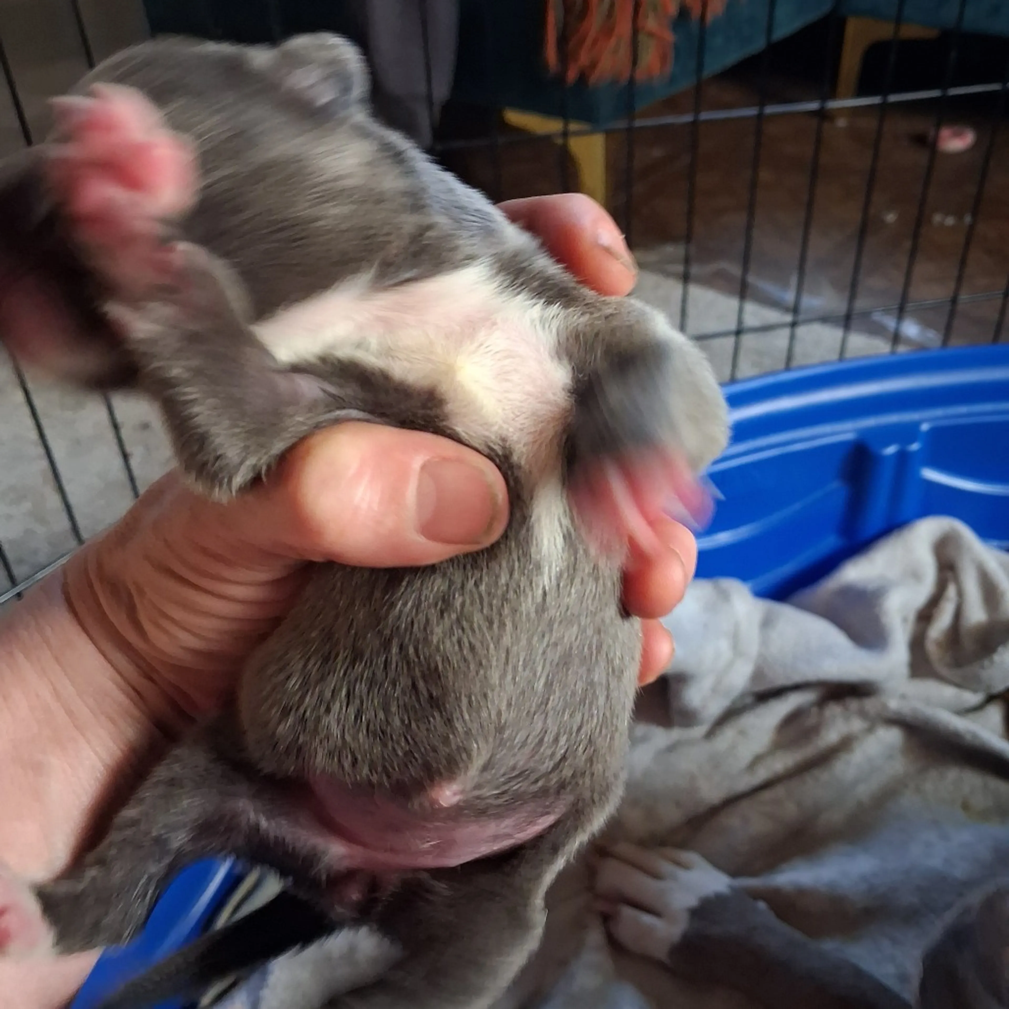 Found pet-2