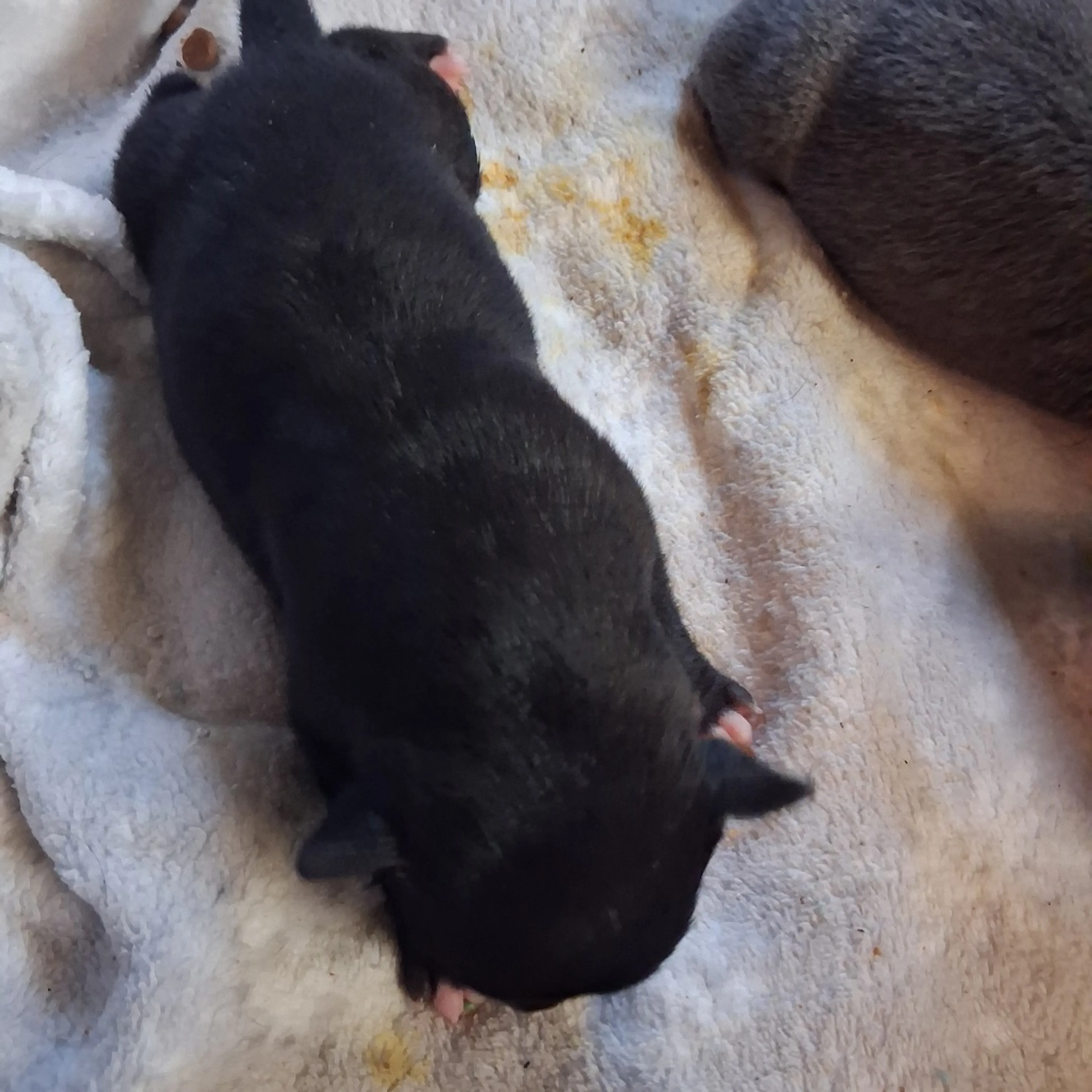 Found pet-2