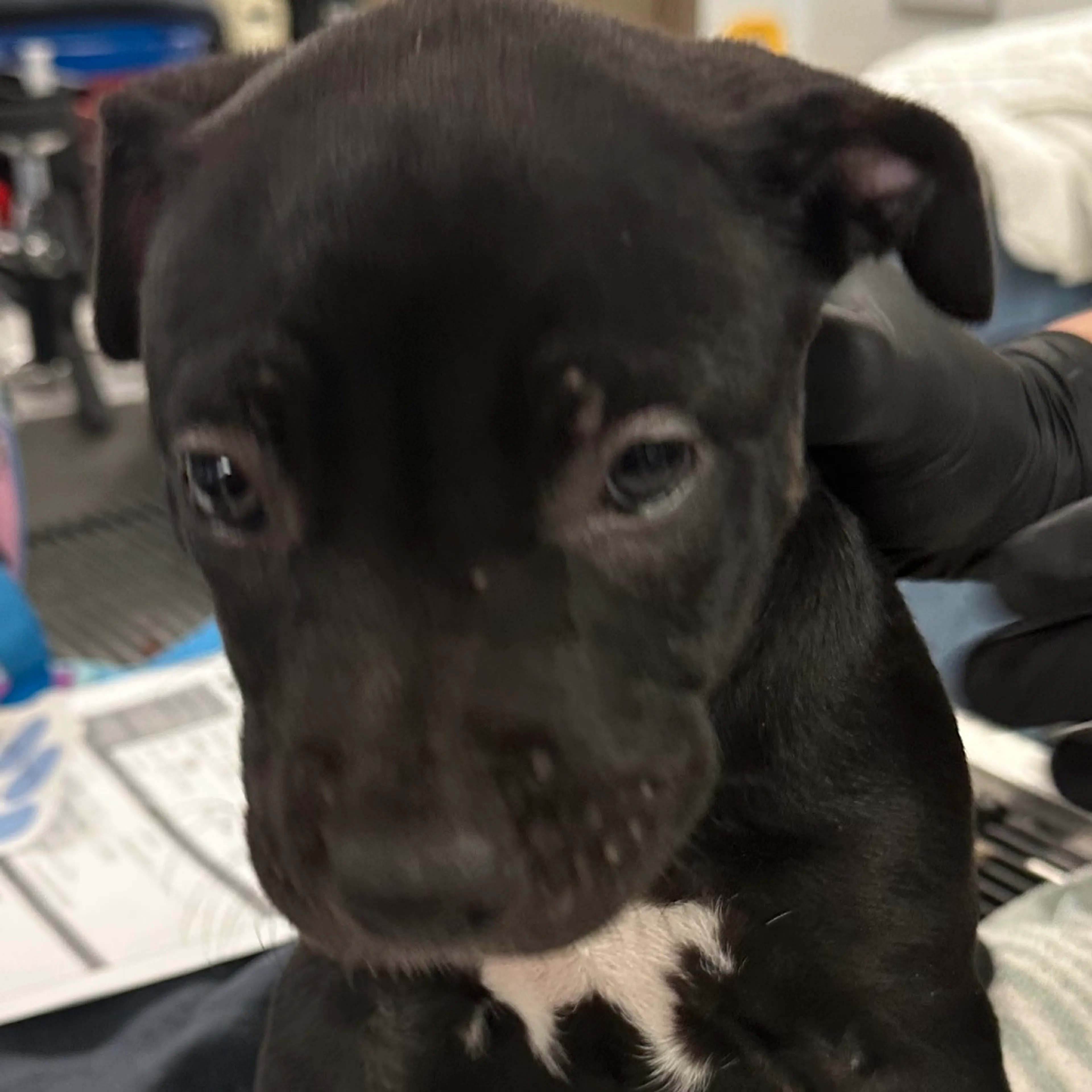 Found pet-3