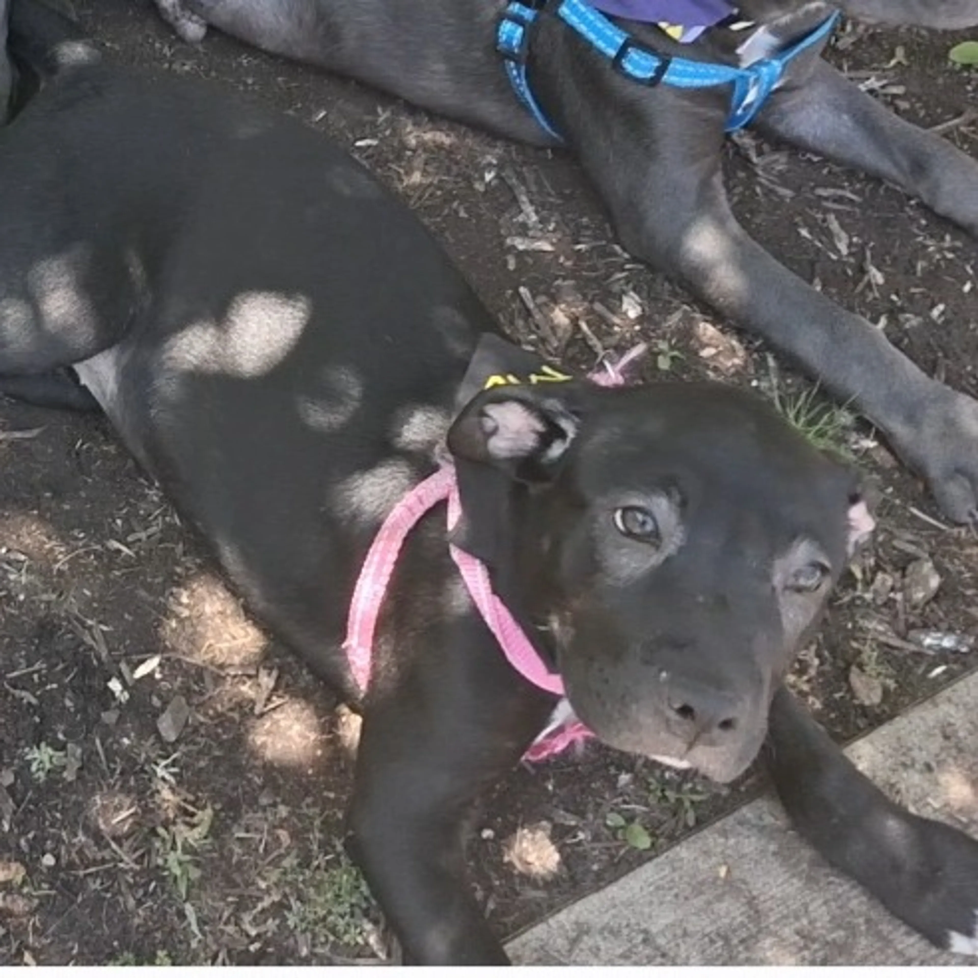 Found pet-4