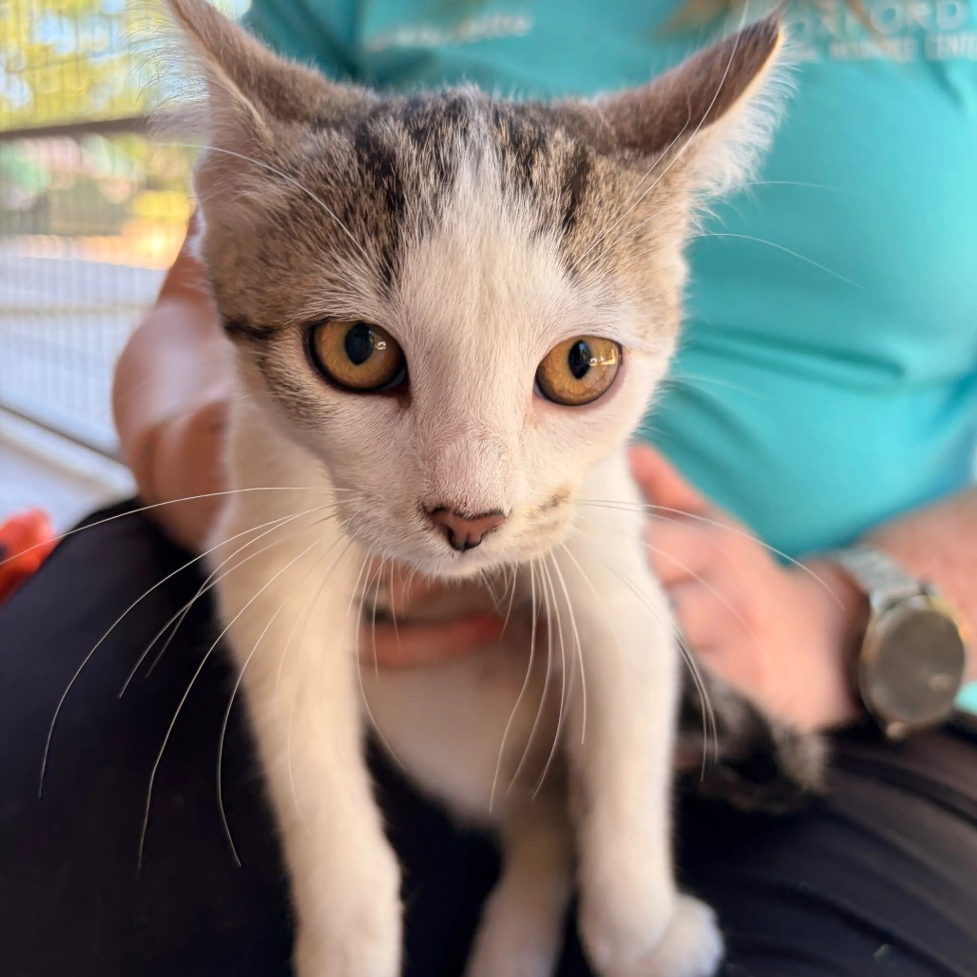 Found pet-1