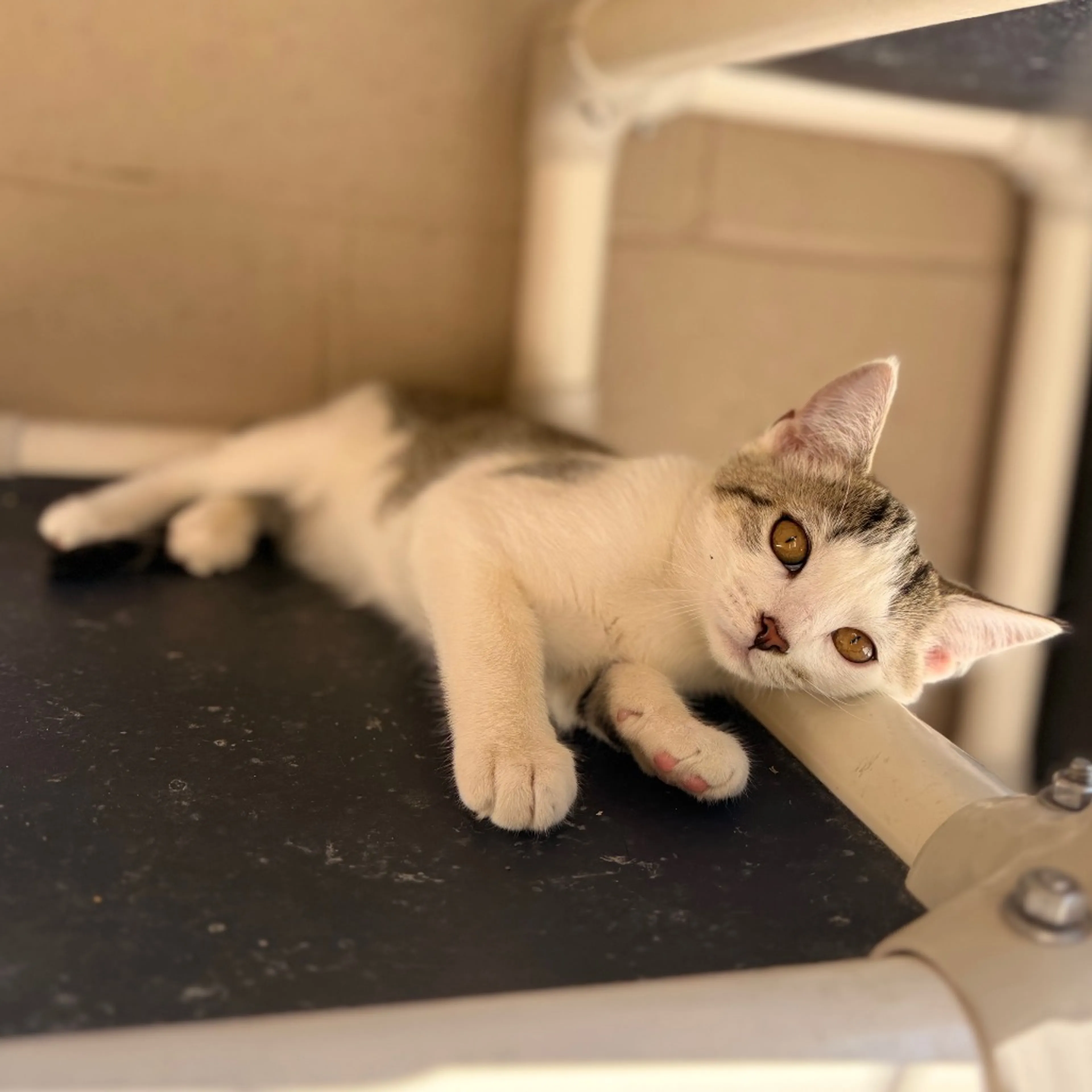 Found pet-0