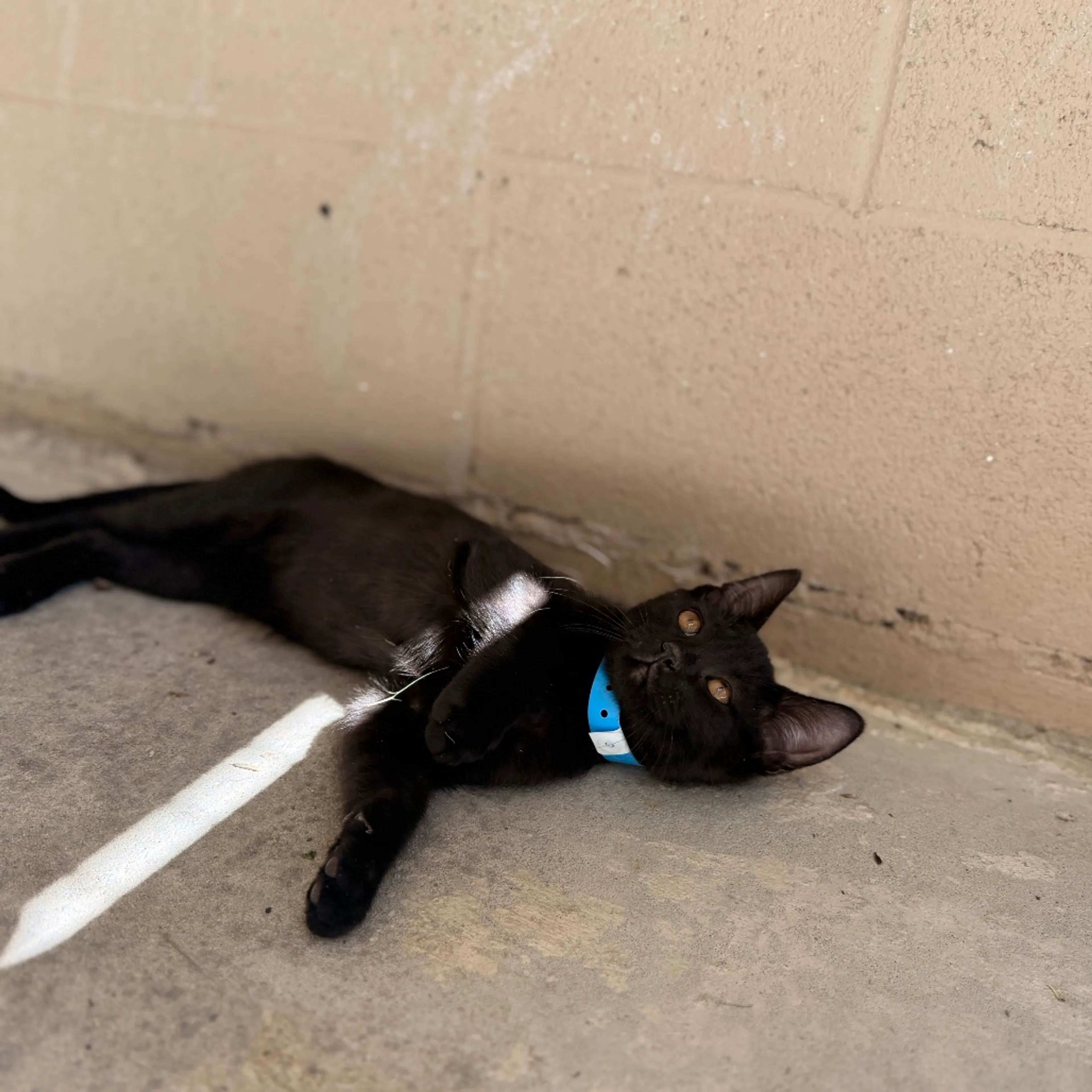 Found pet-0