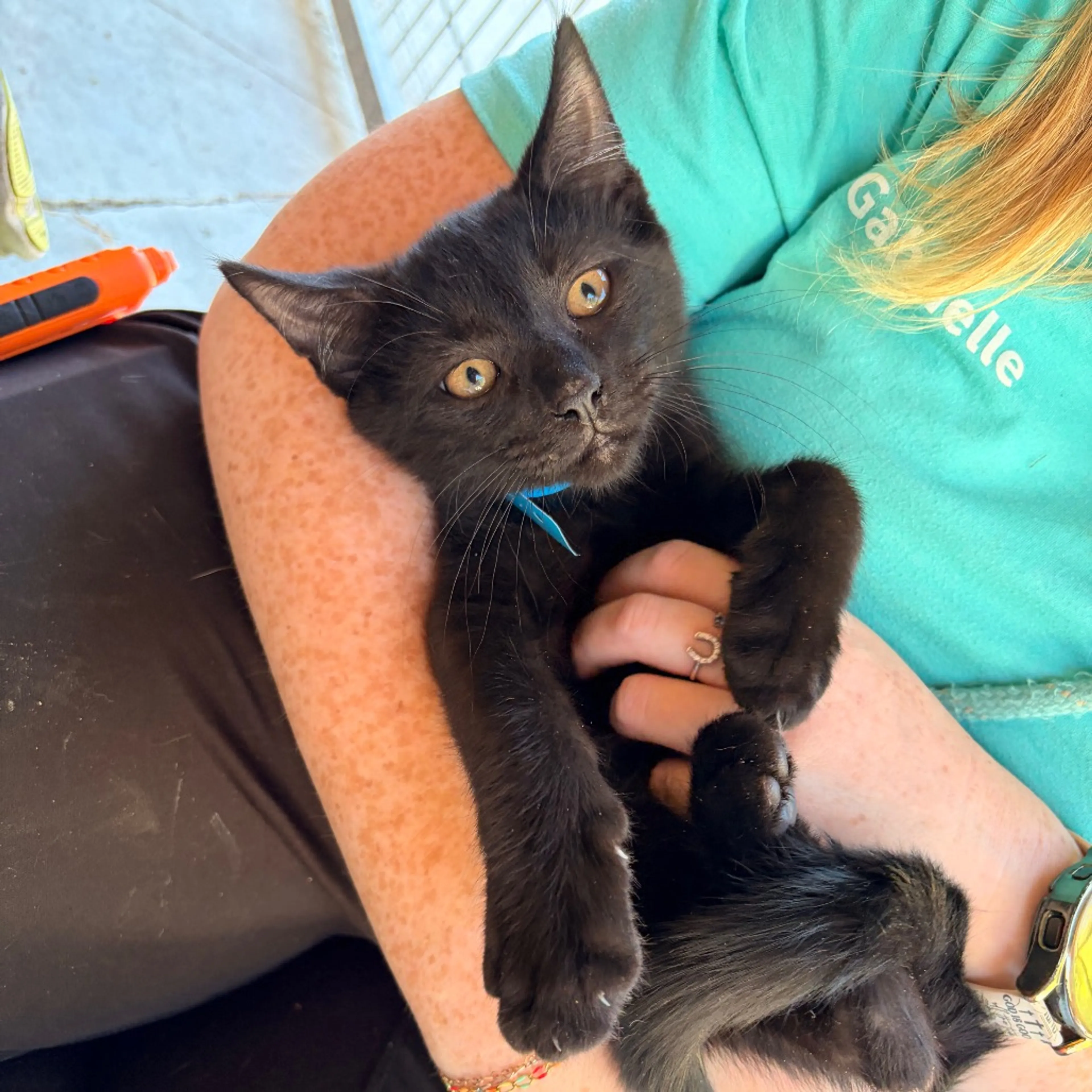 Found pet-1