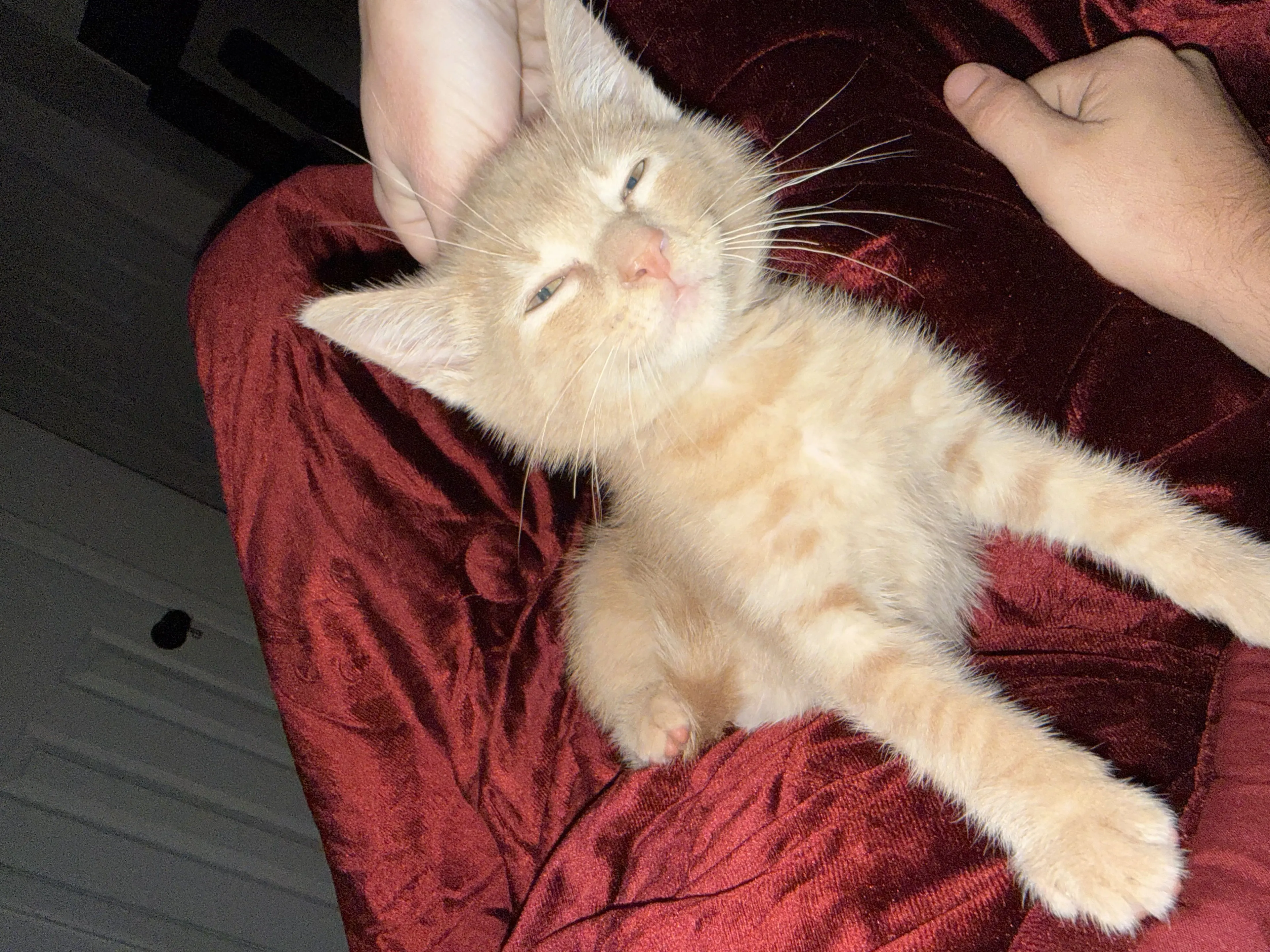 Lost pet-1