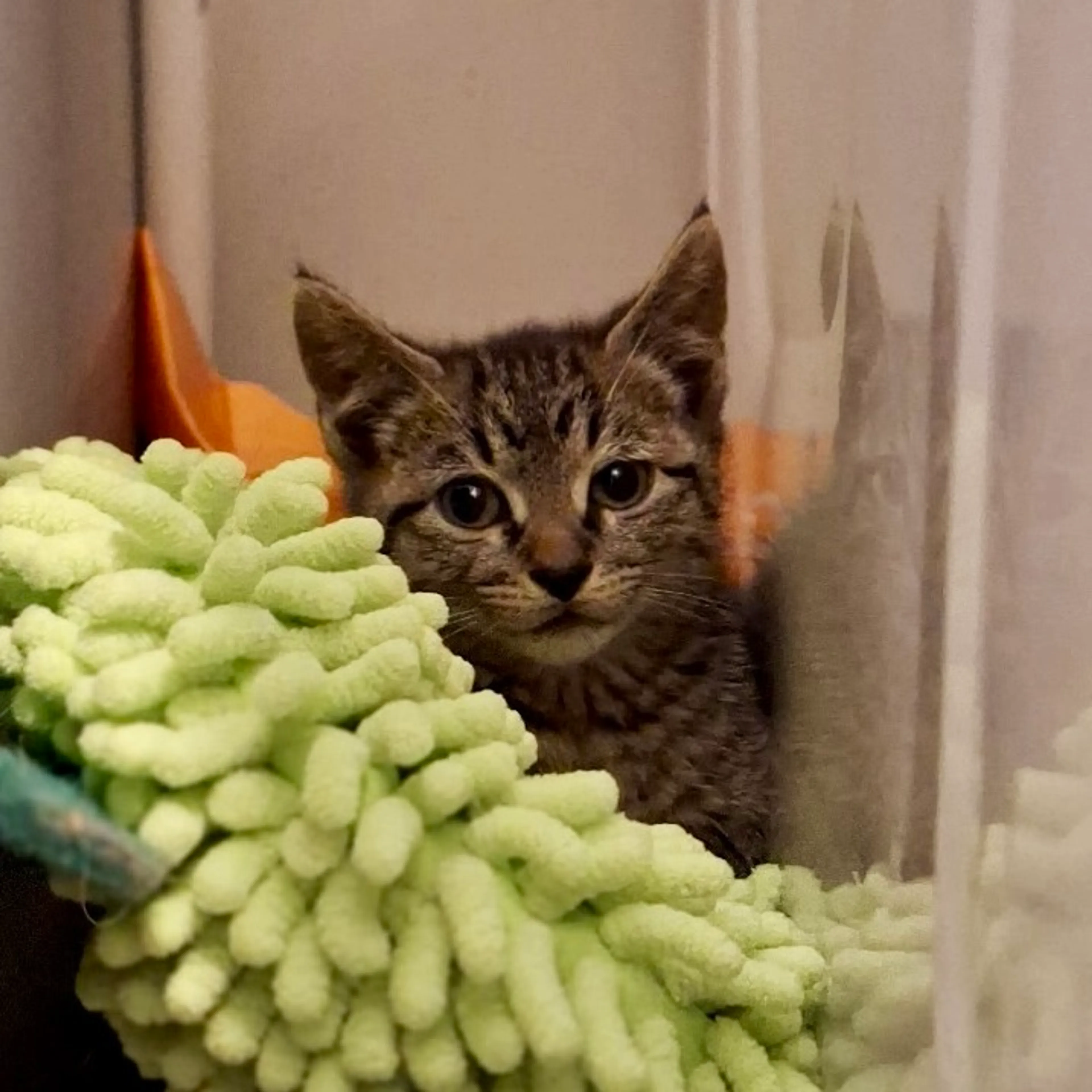 Found pet