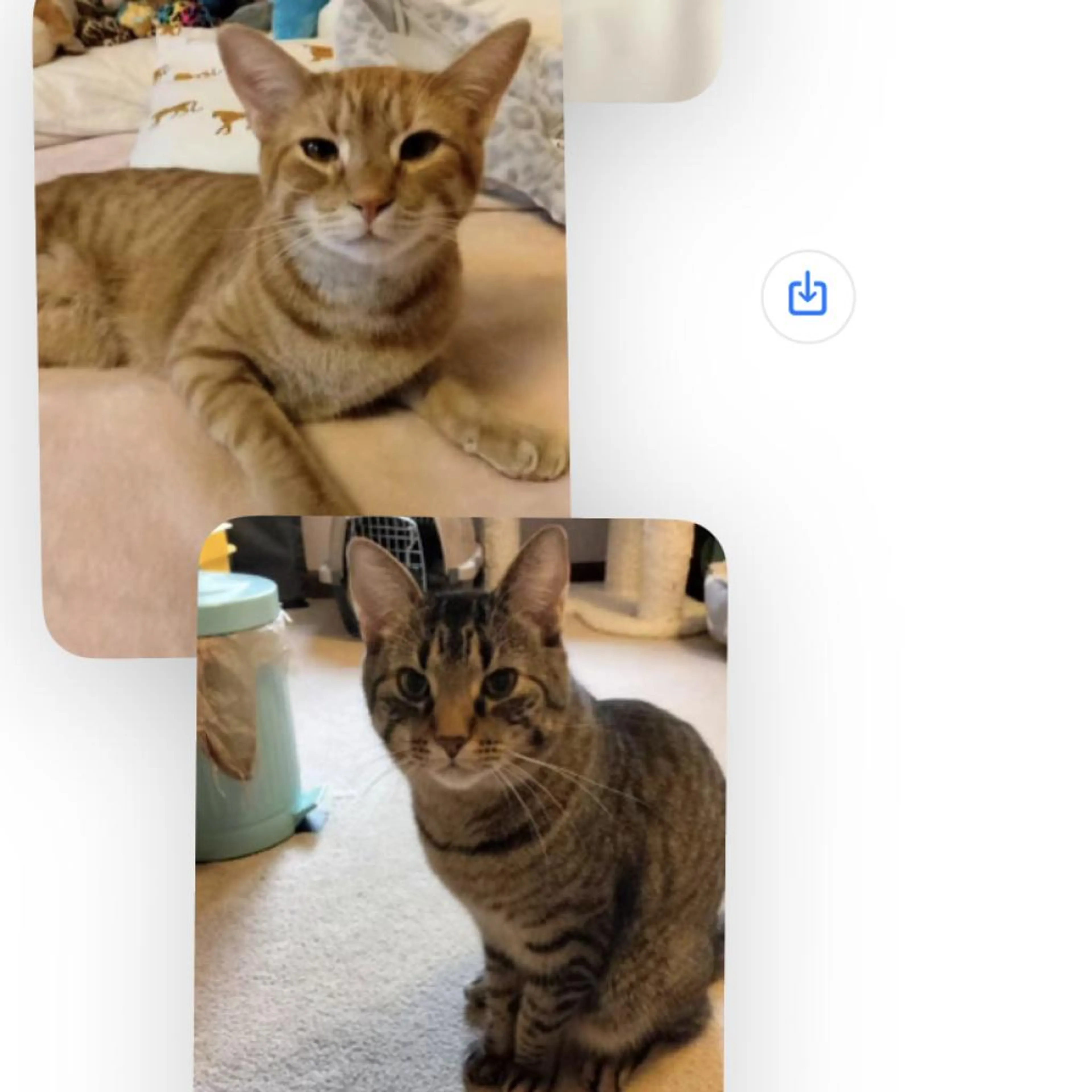 Found pet-1