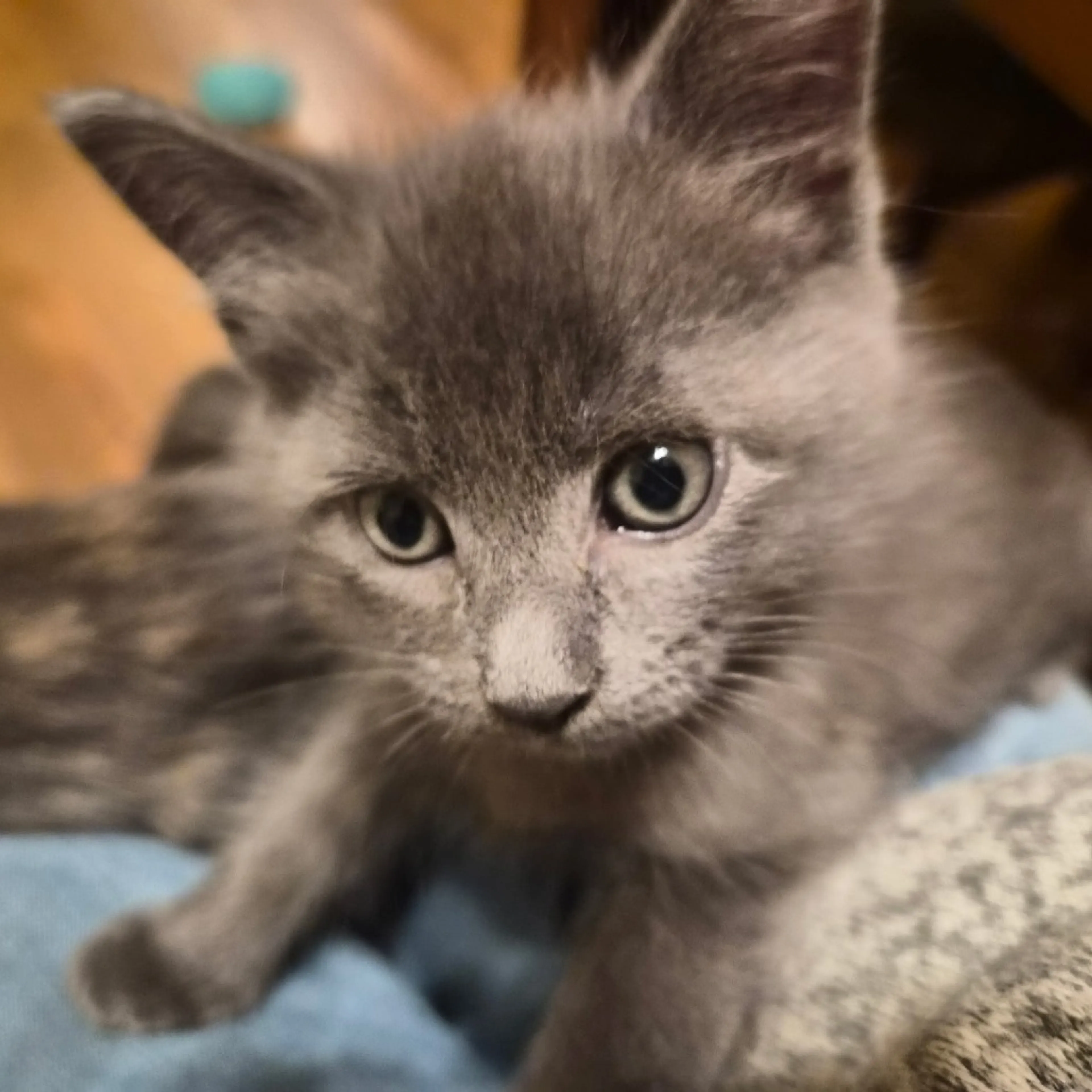 Found pet