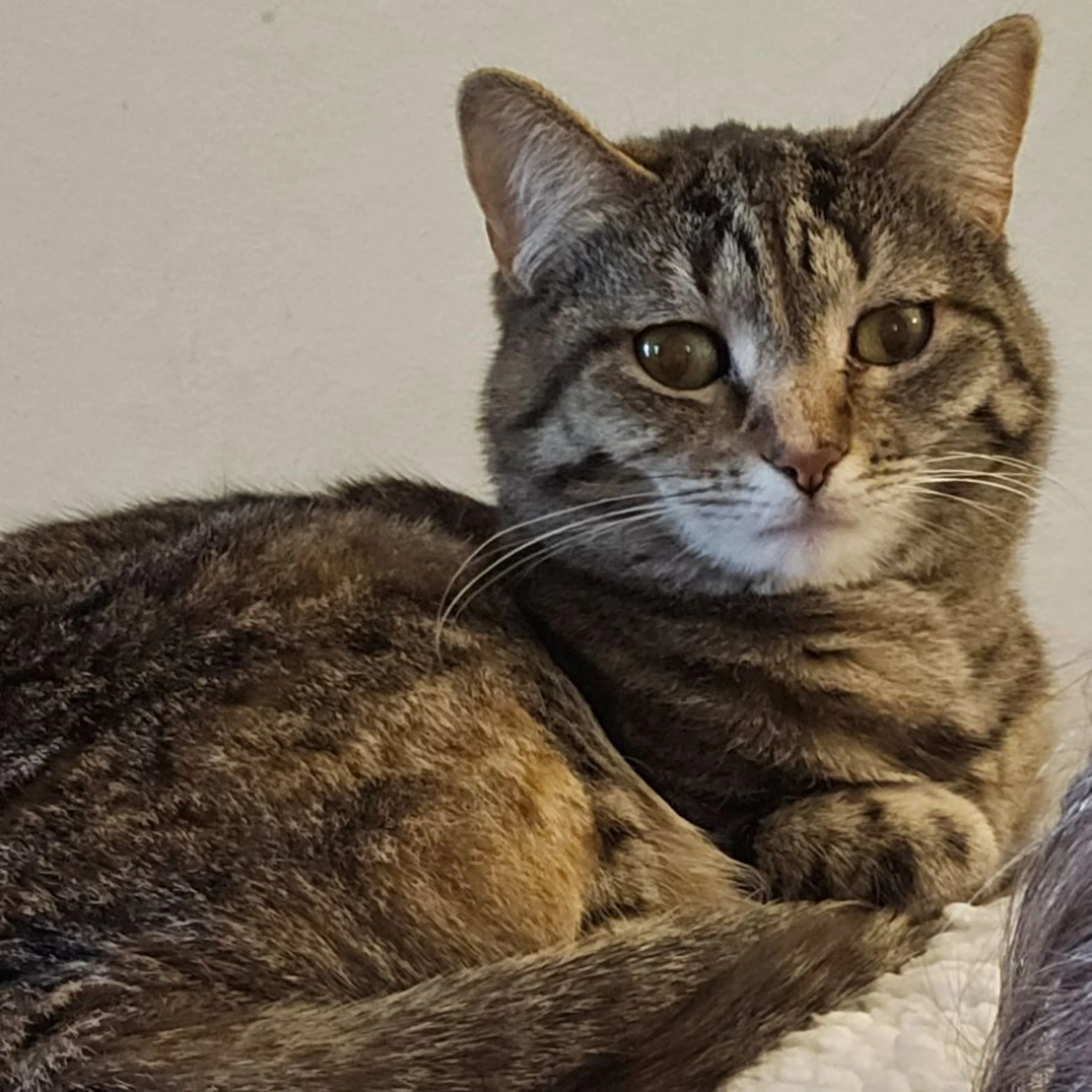 Lost pet