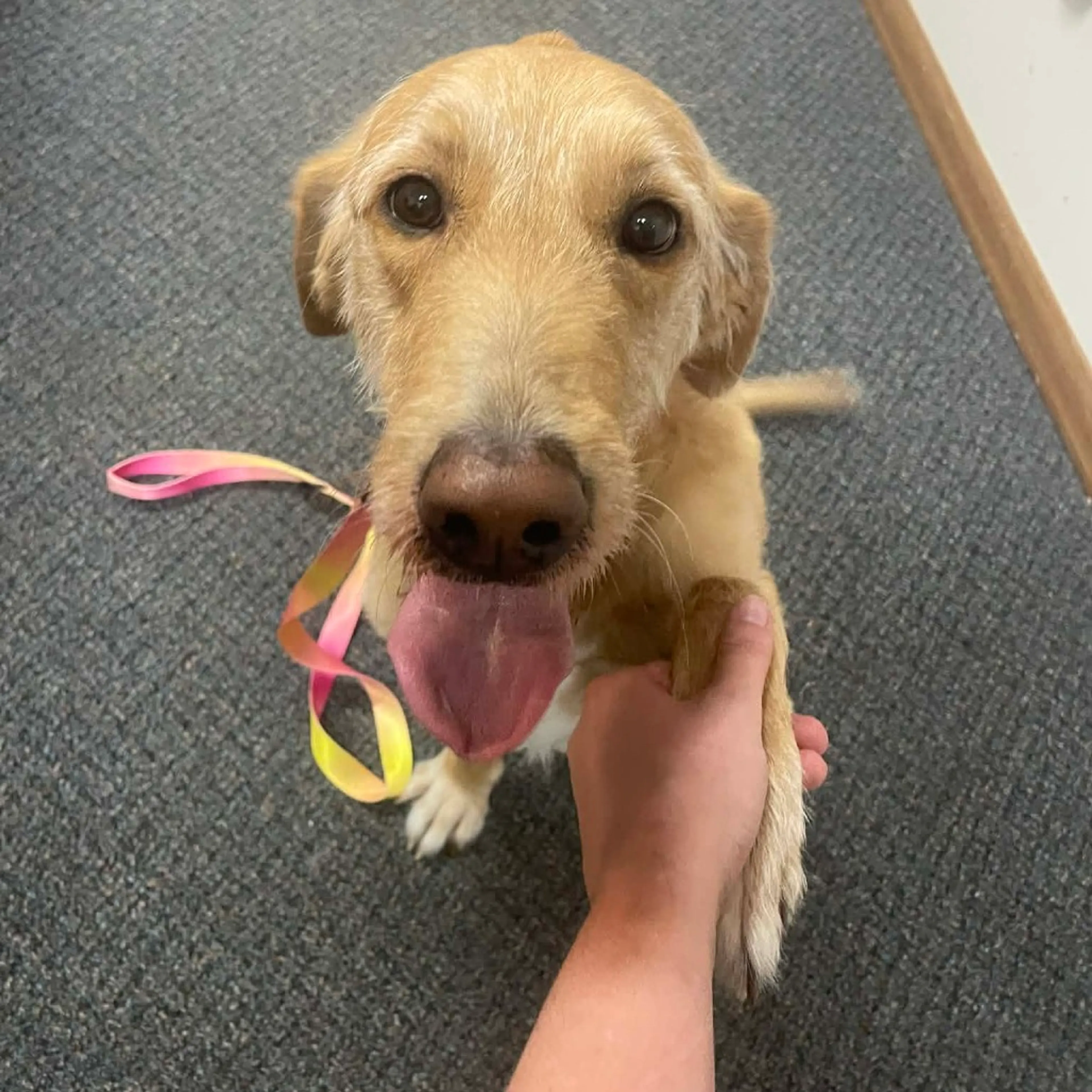 Found pet-6