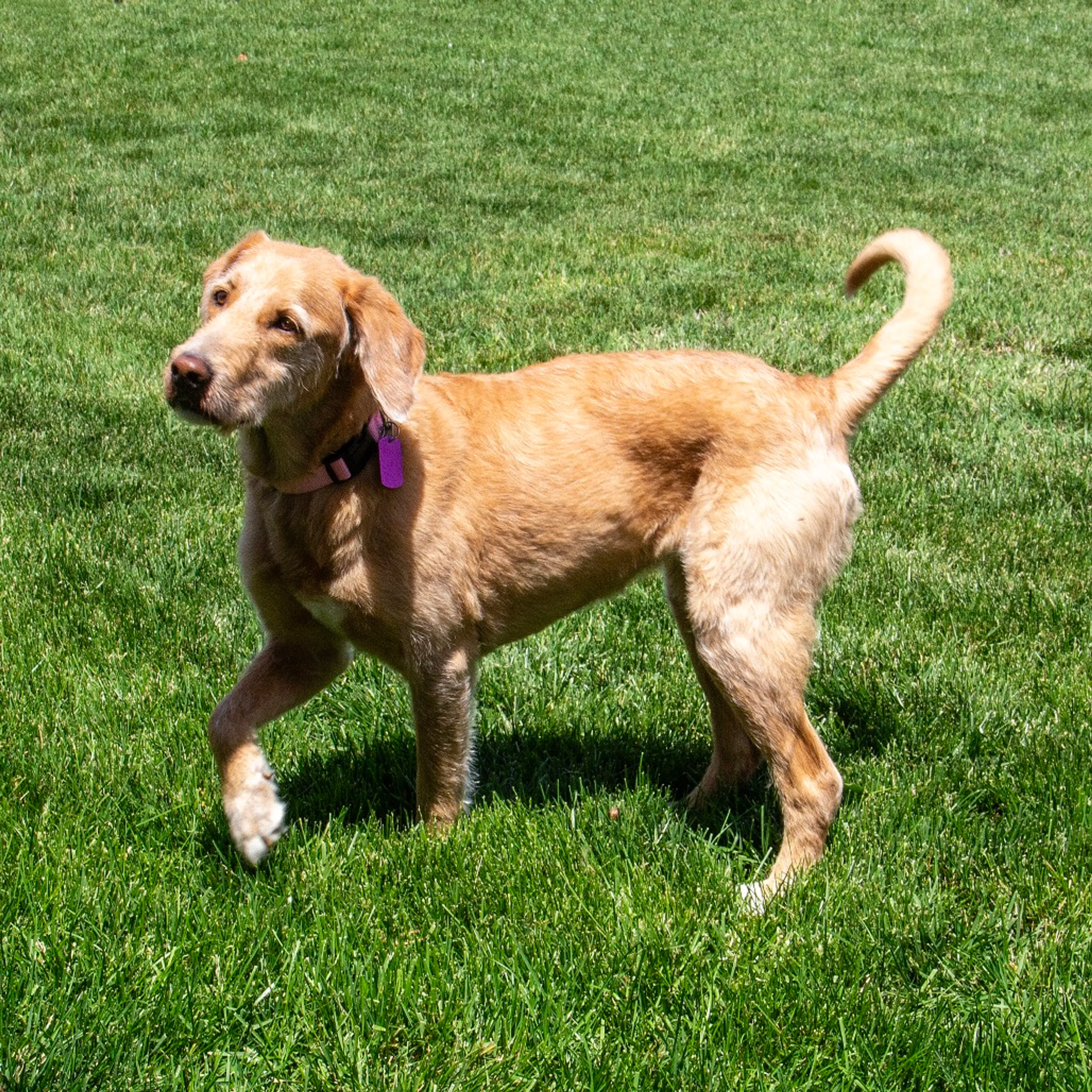 Found pet-3