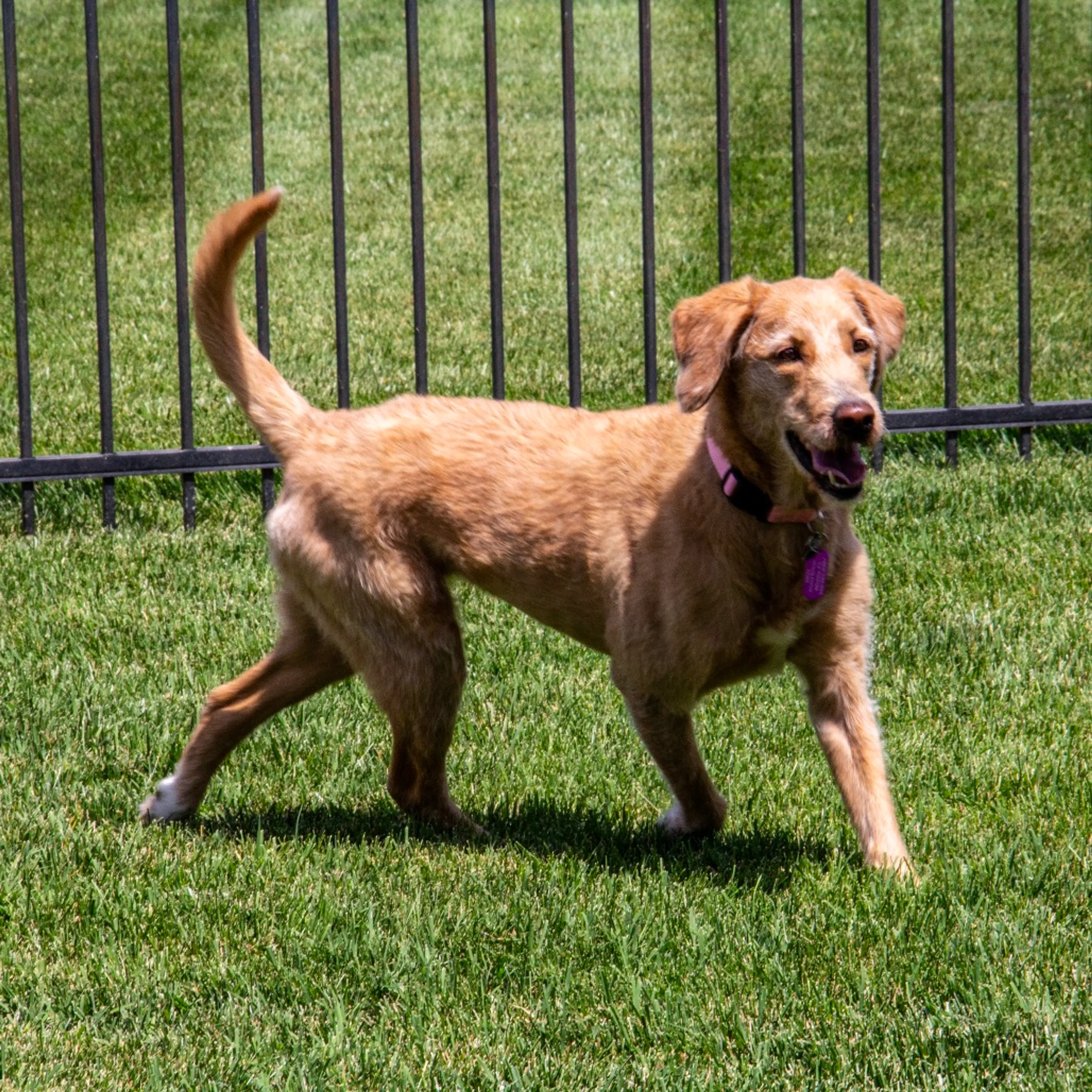 Found pet-5