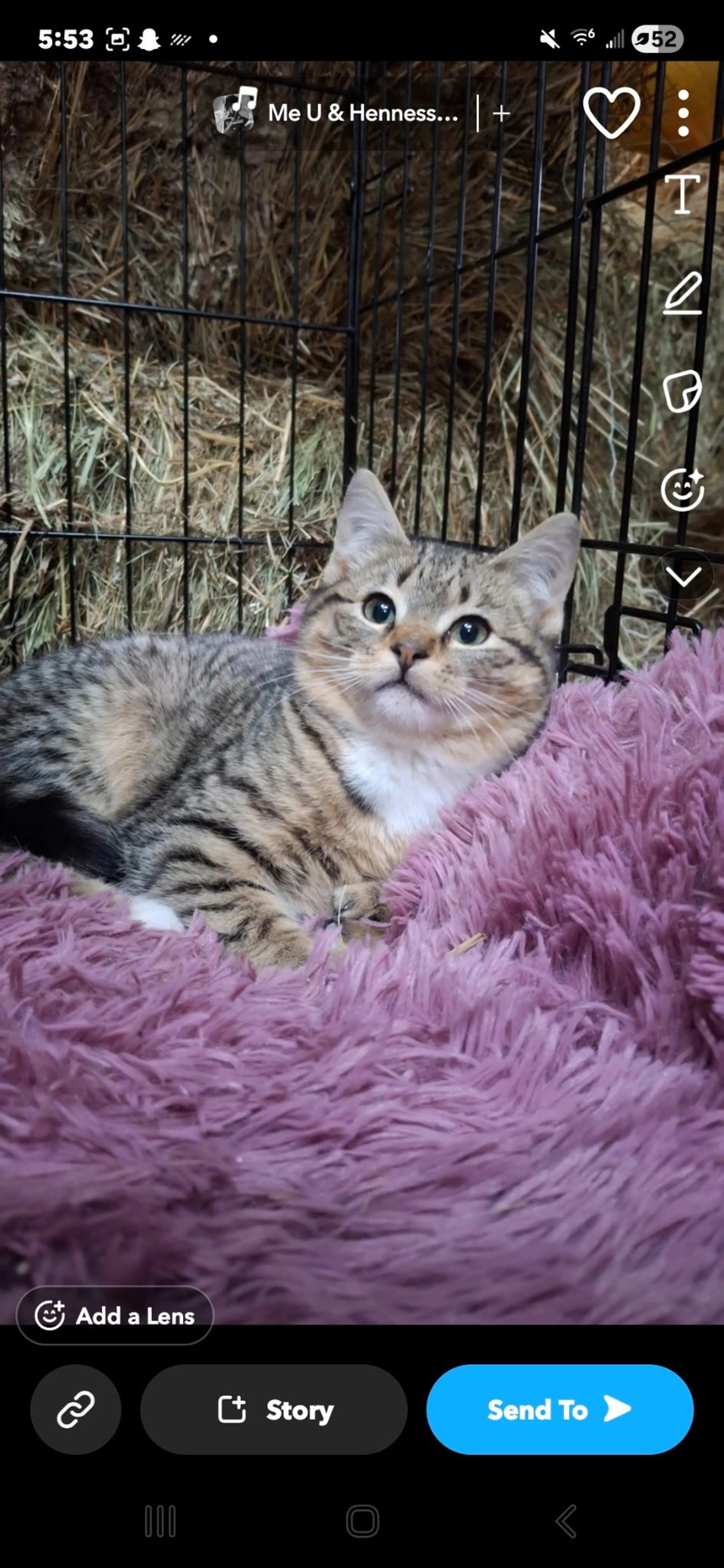 Lost pet-1