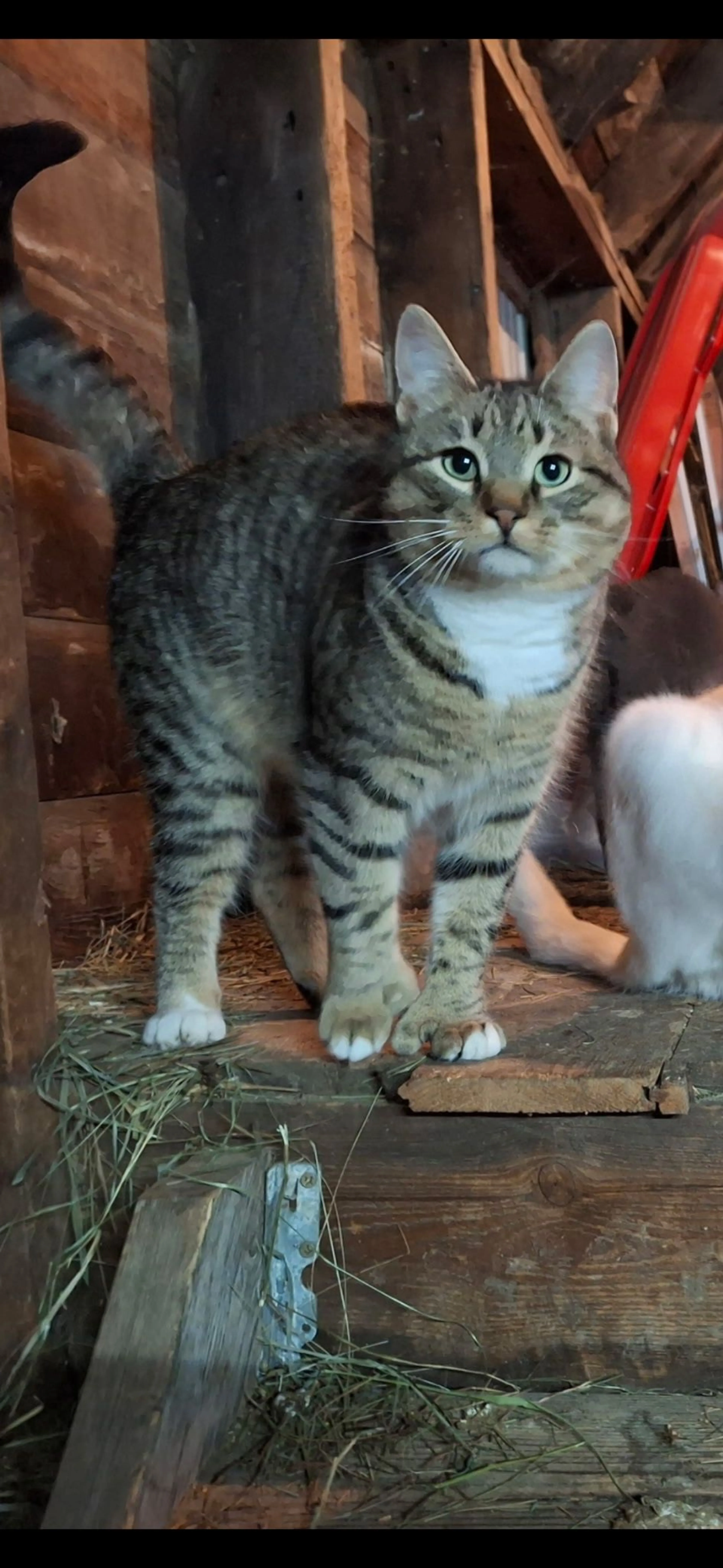 Lost pet-0