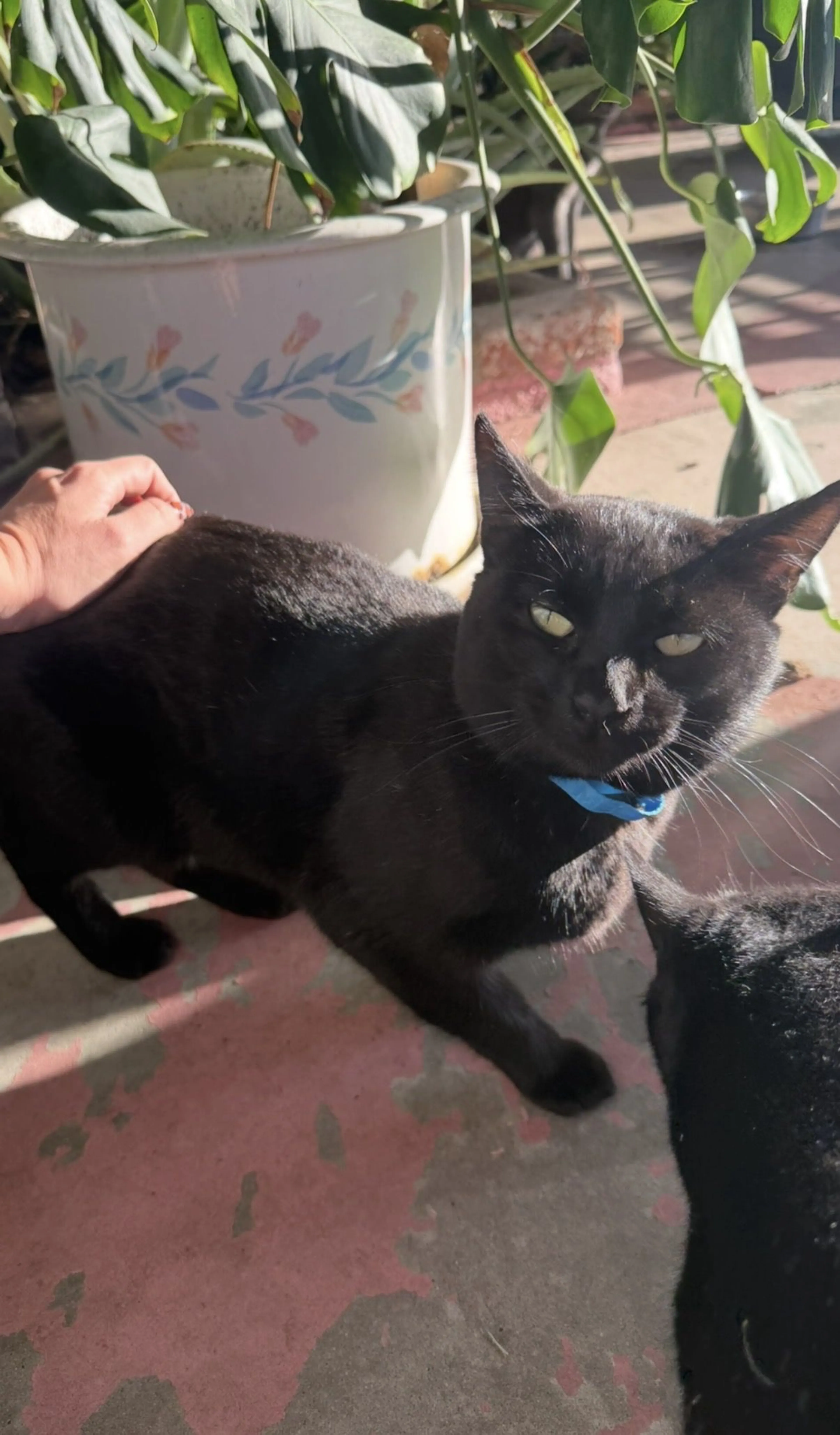 Lost pet-2