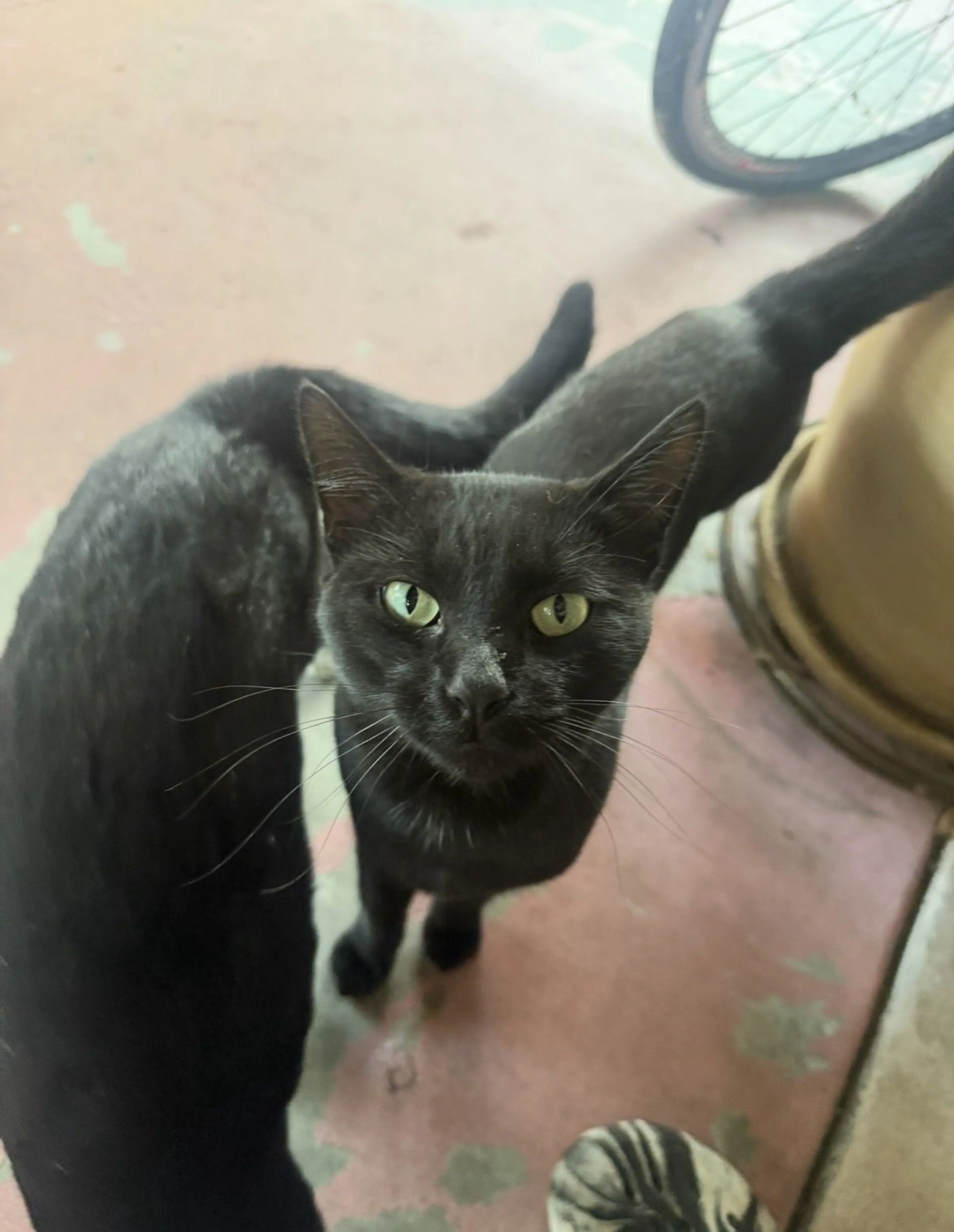 Lost pet-1