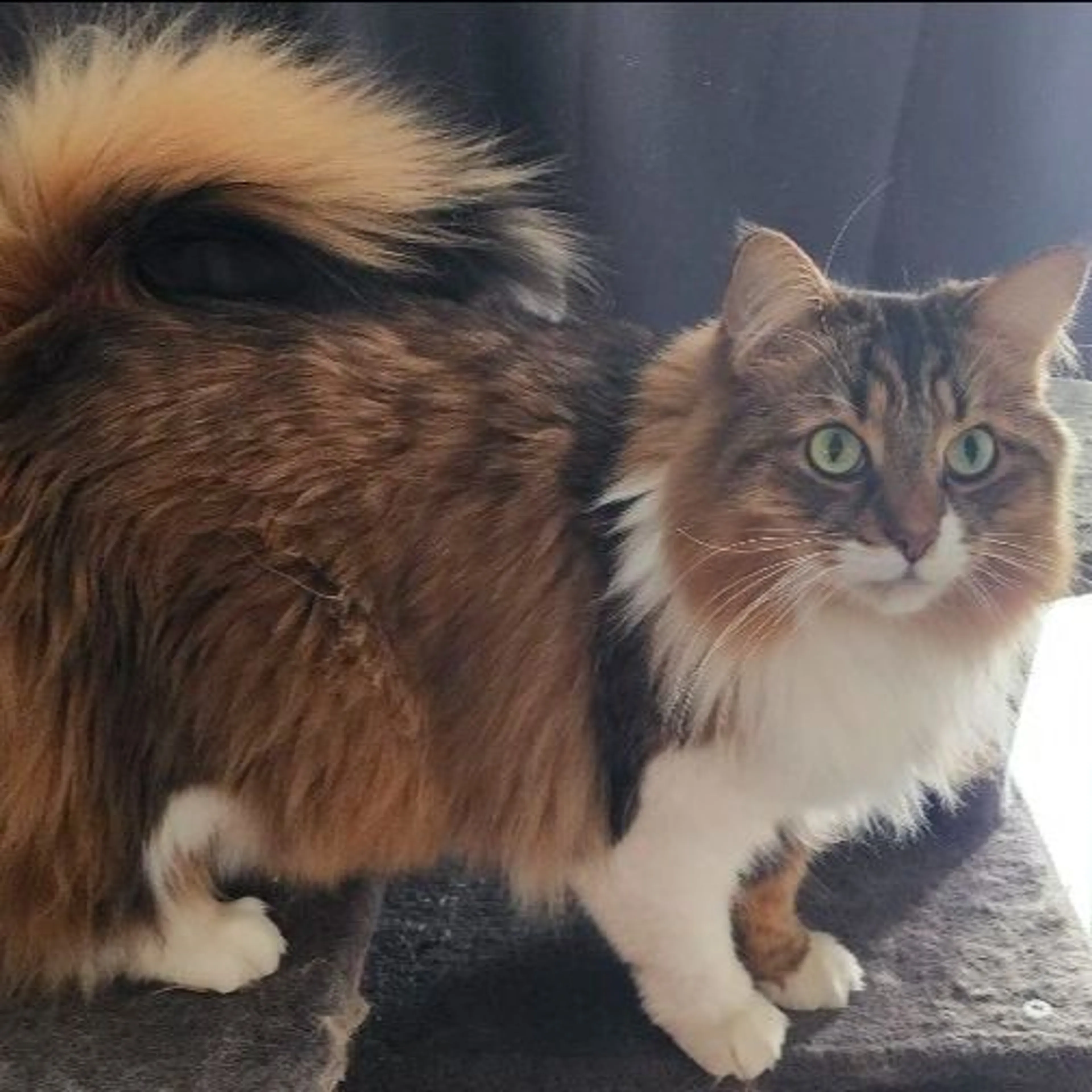 Lost pet