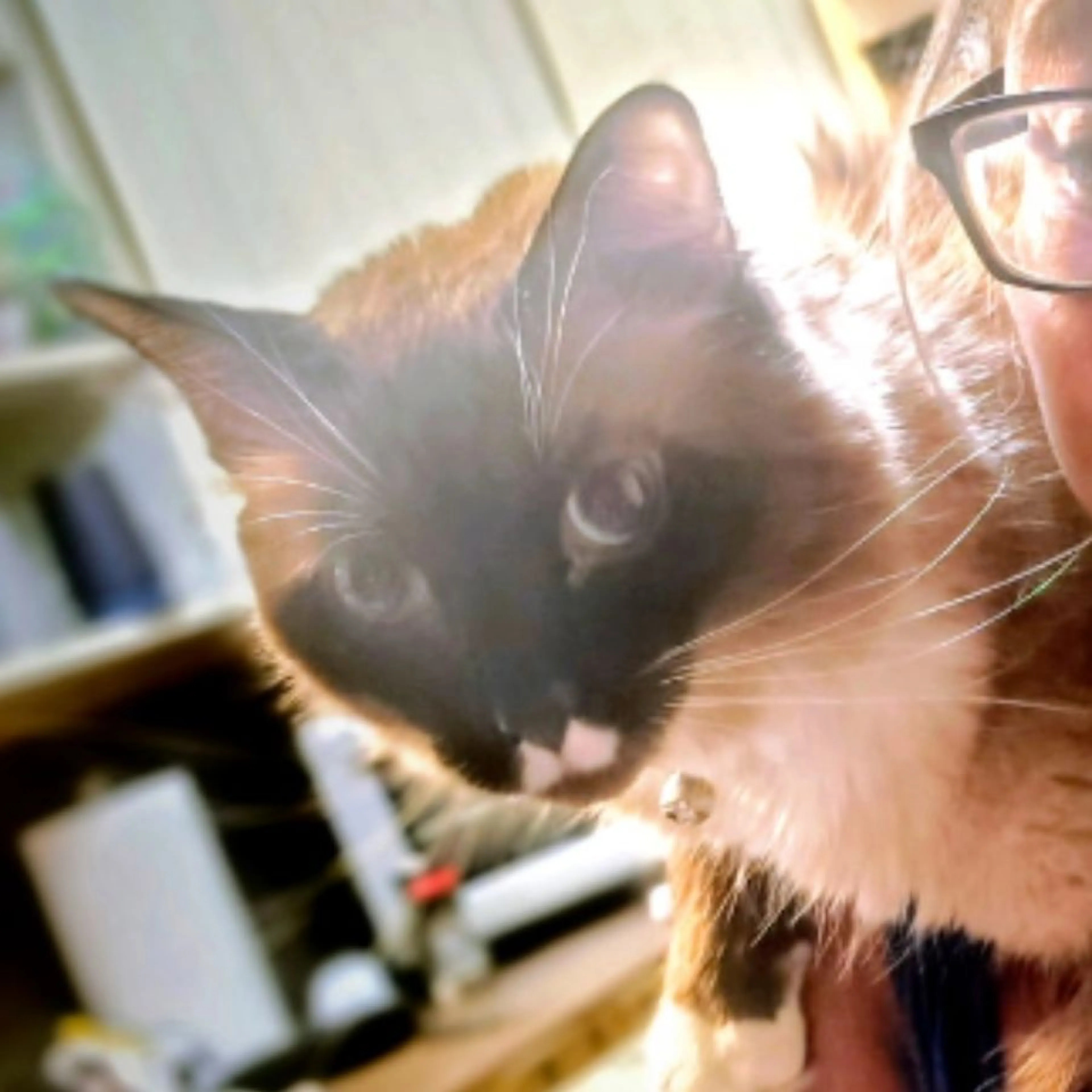 Lost pet