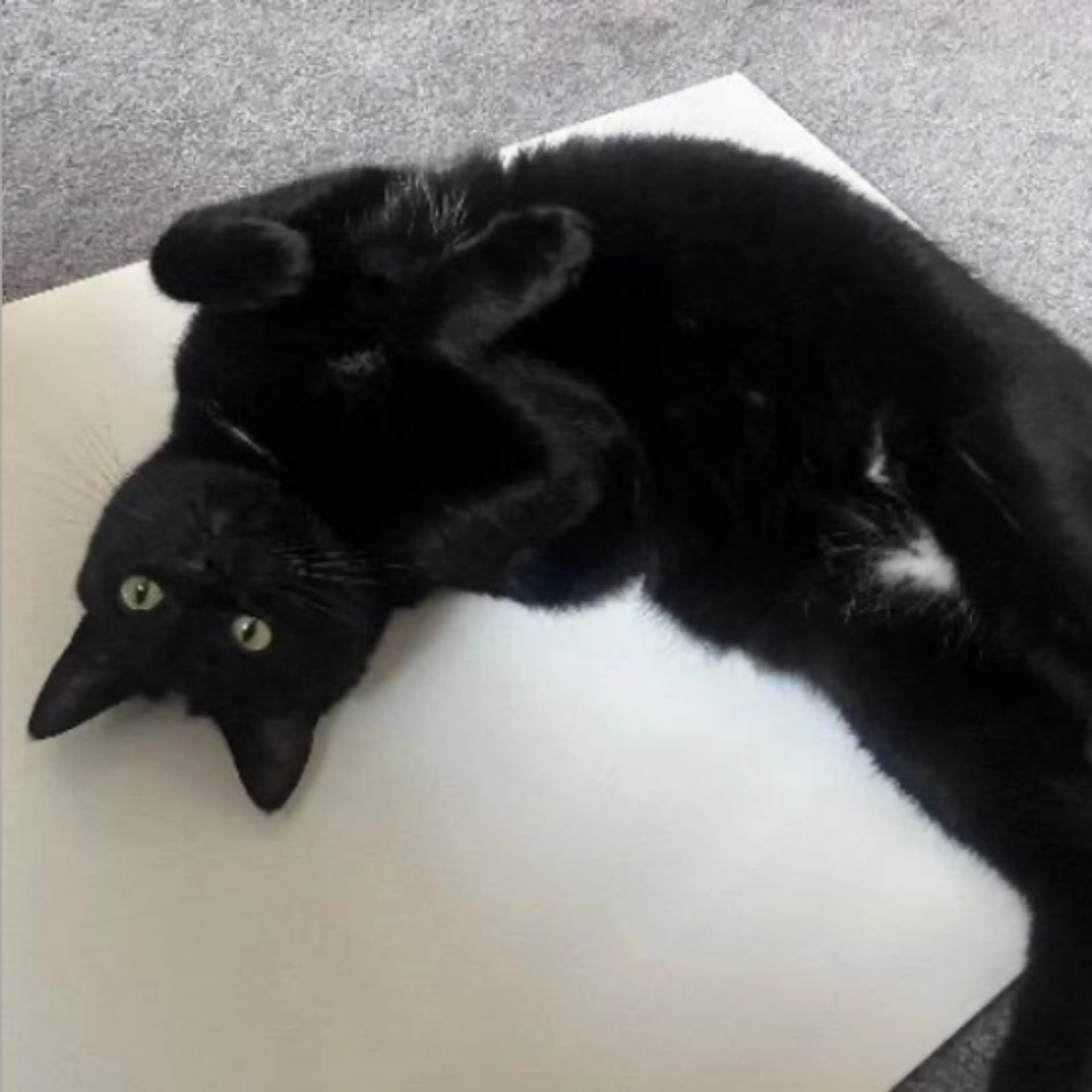 Lost pet-0