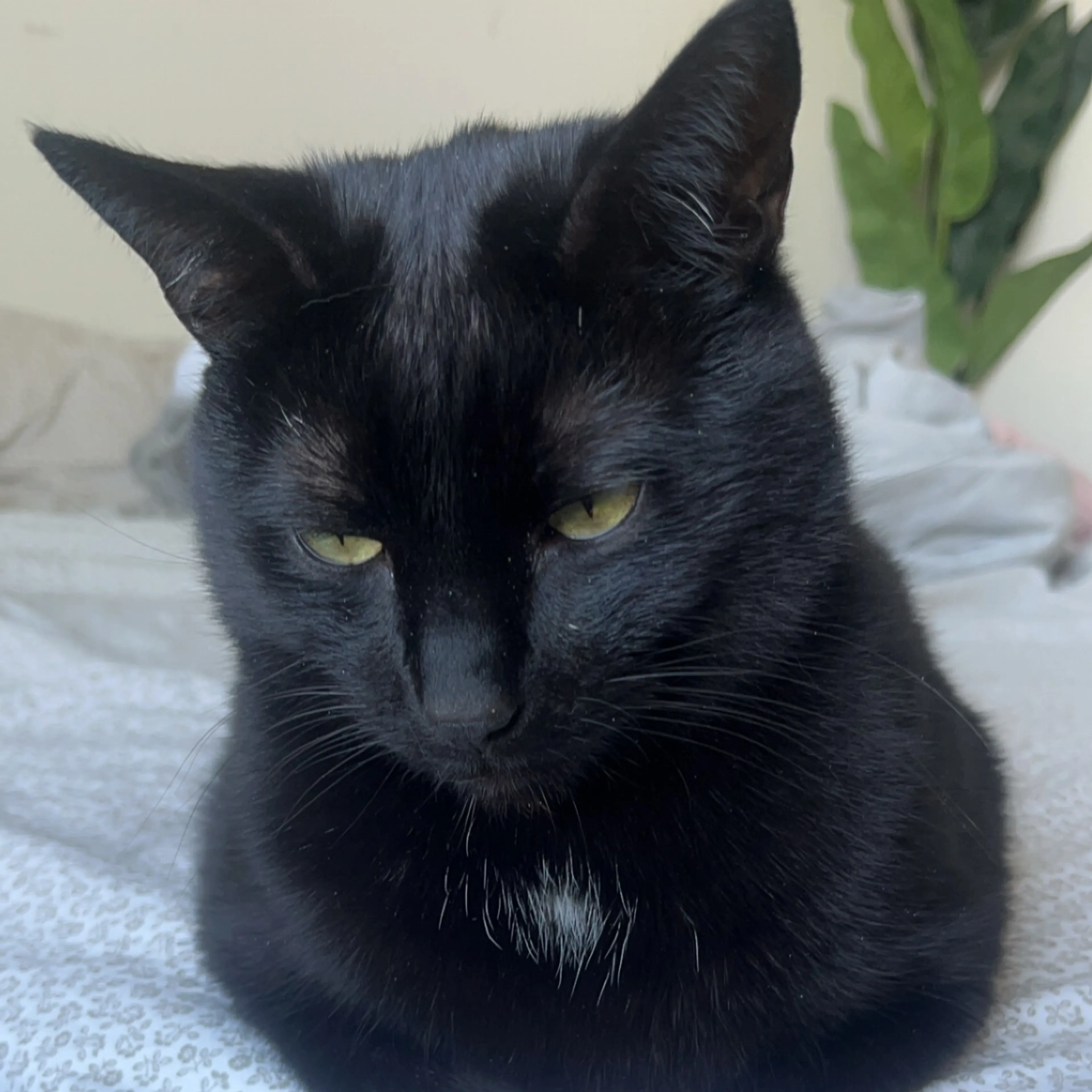 Lost pet-1