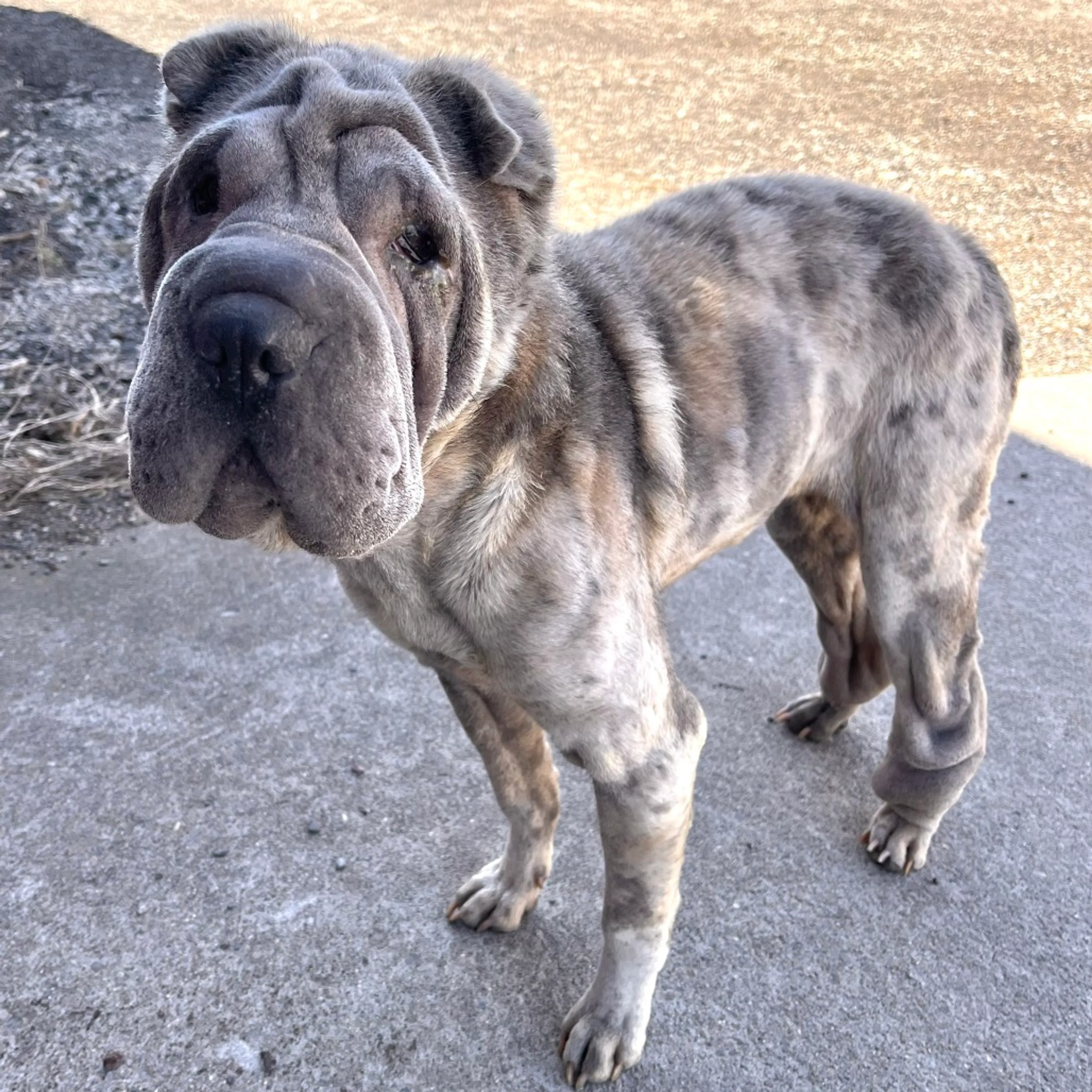 Found pet