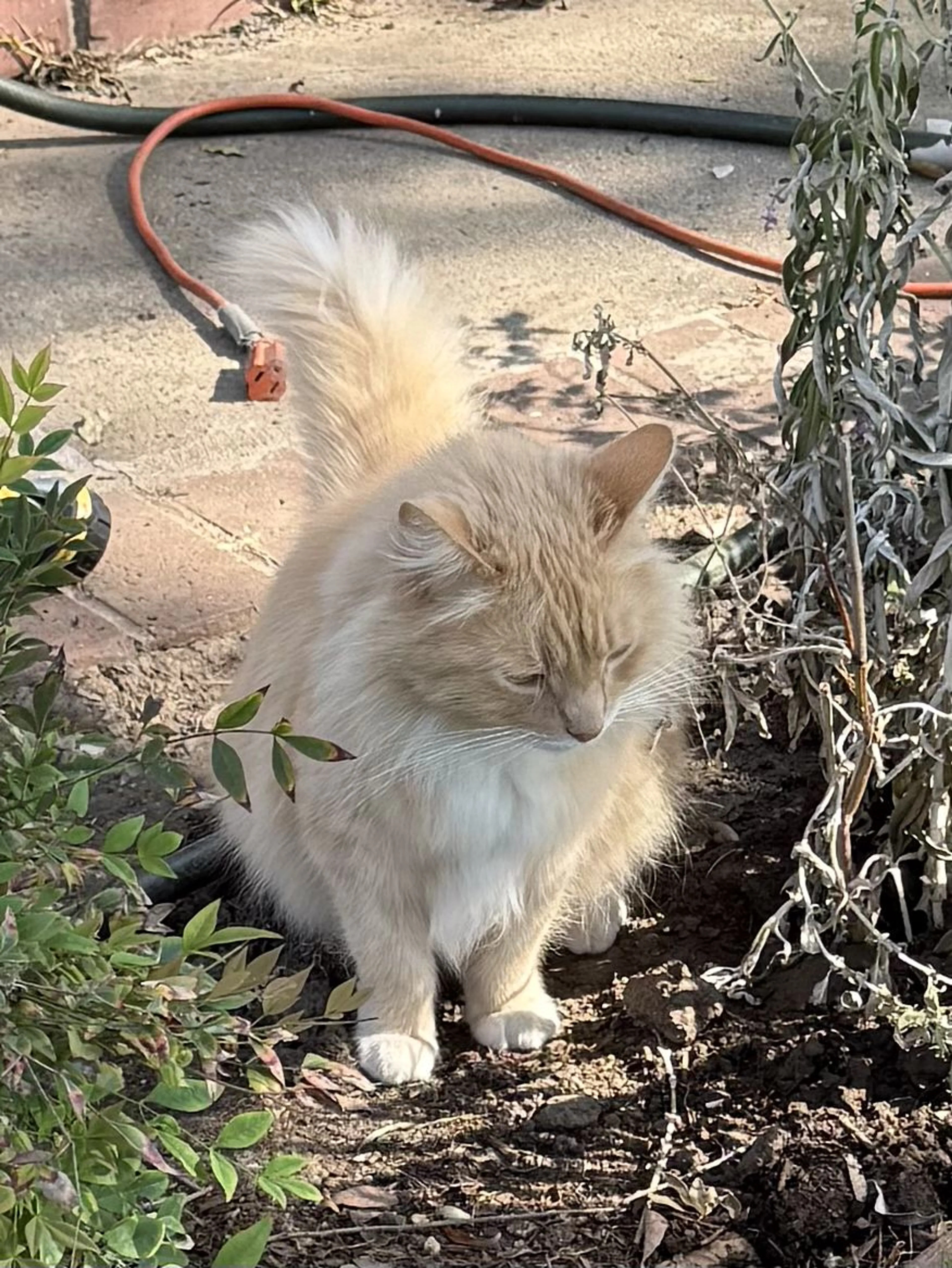 Lost pet