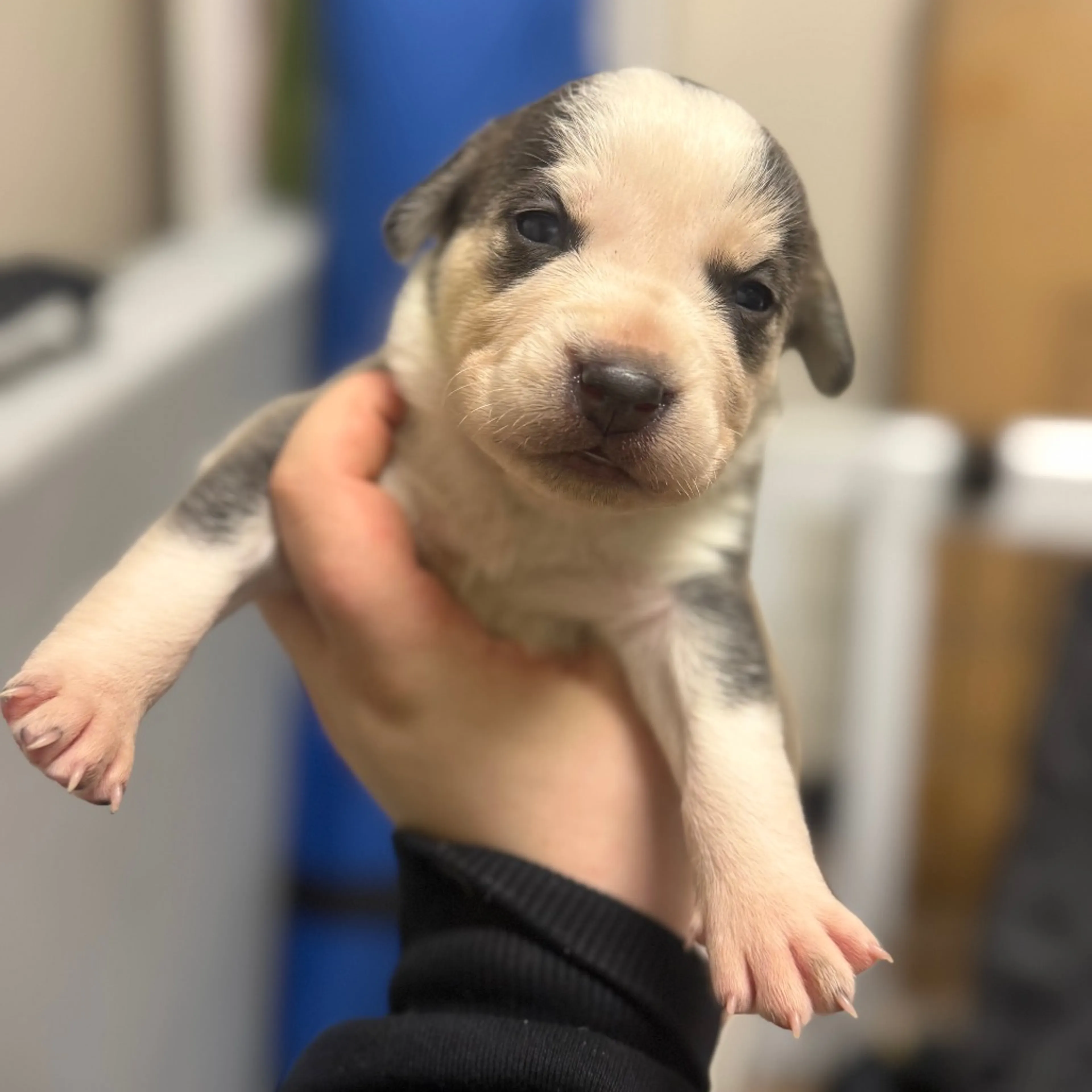 Found pet-2