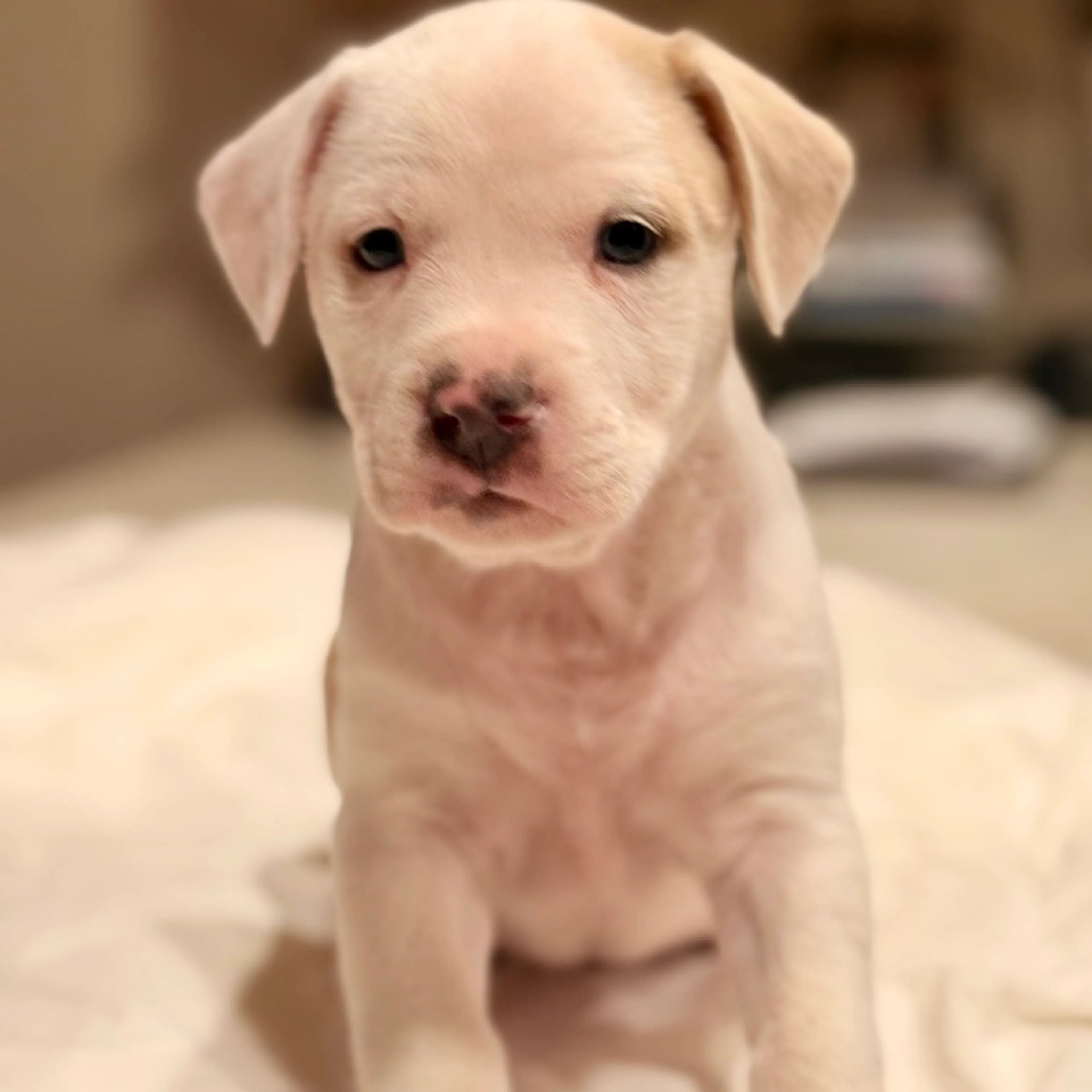 Found pet-3