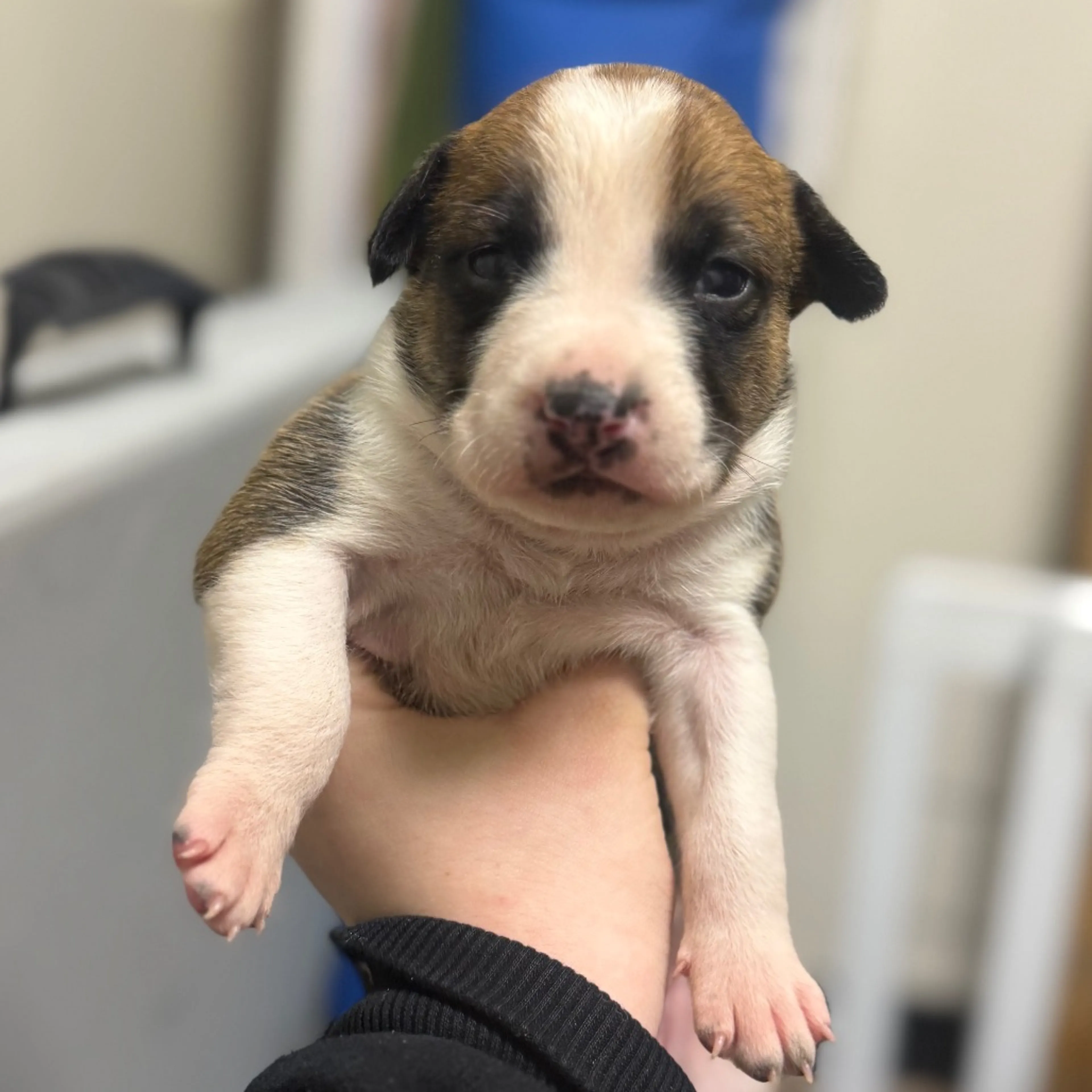 Found pet-2
