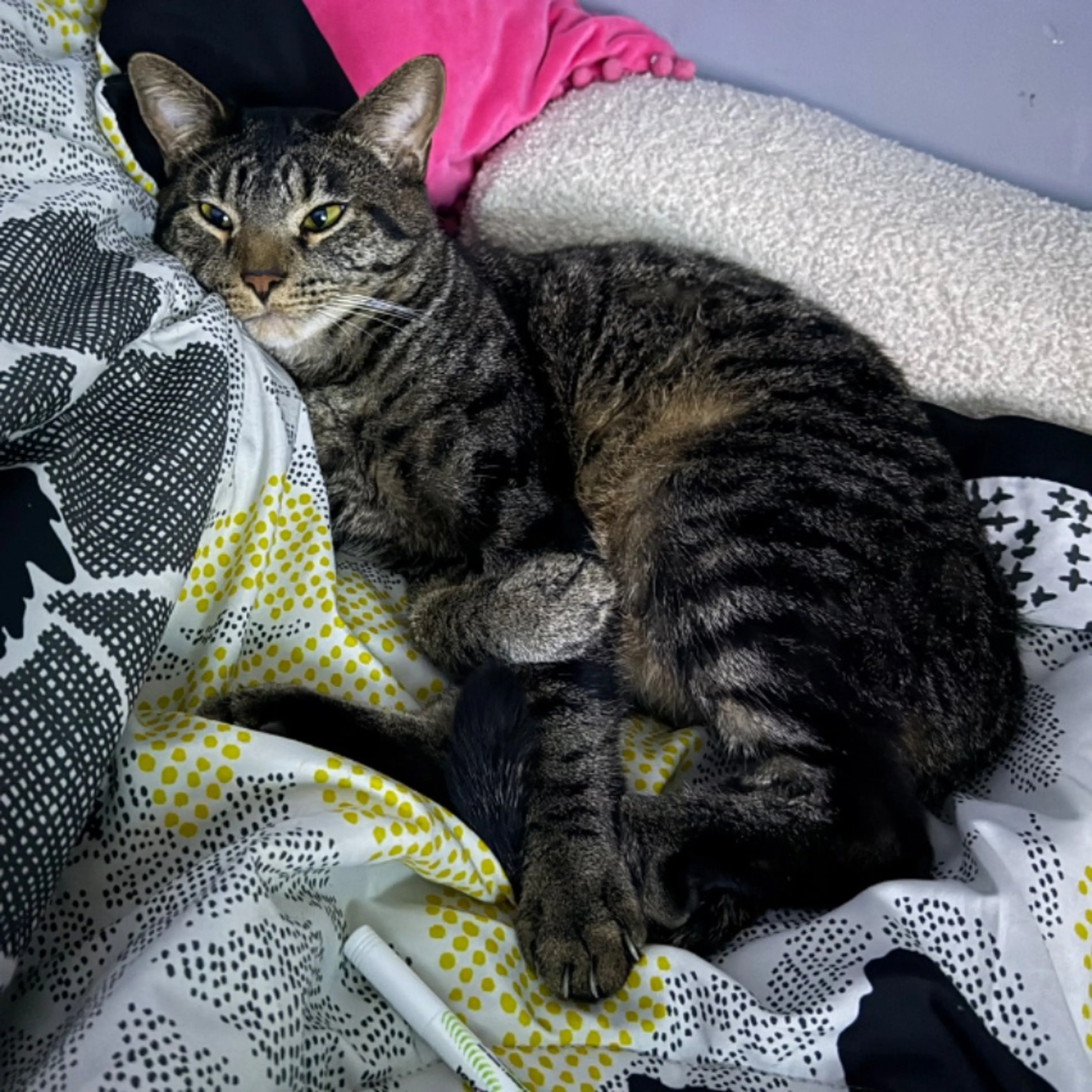 Lost pet-0